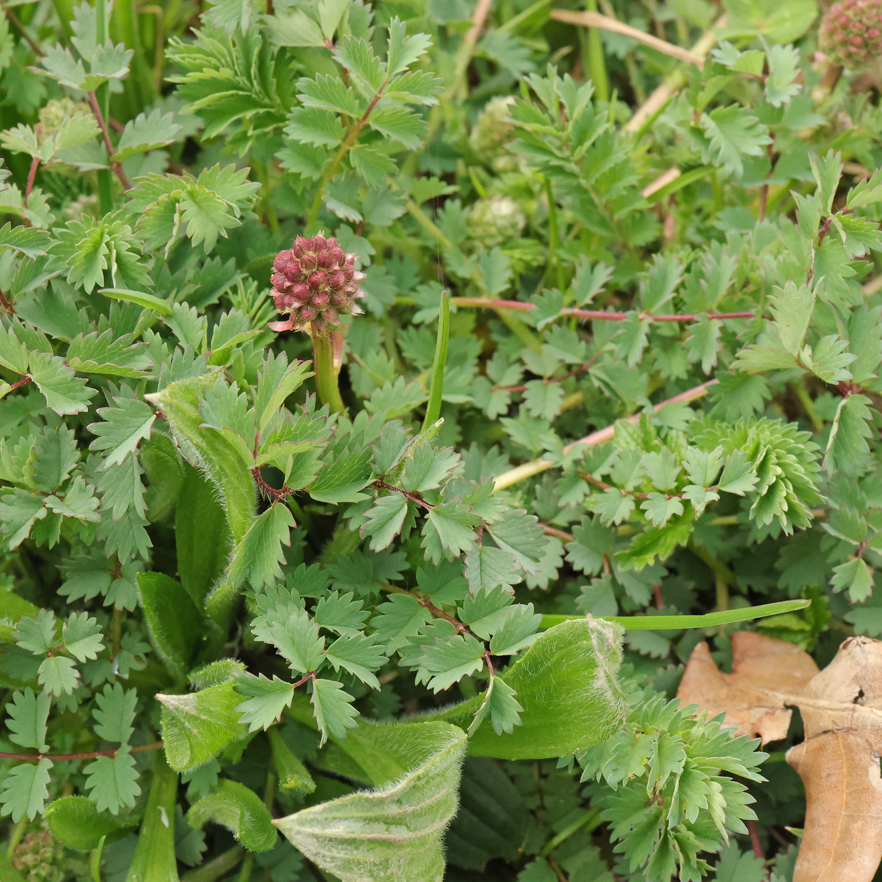 Sanguisorba minor & Plantago lanceolata