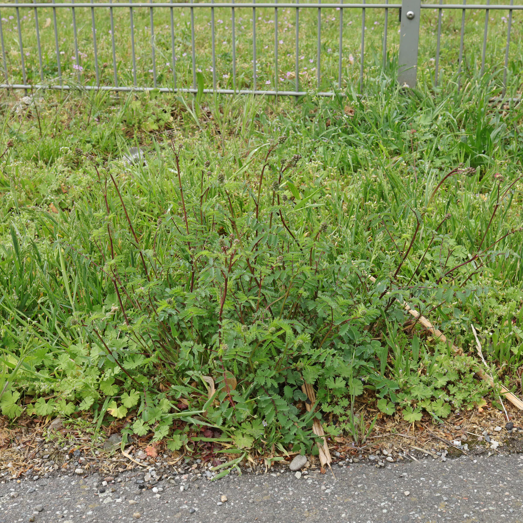 Sanguisorba minor am Wegrand