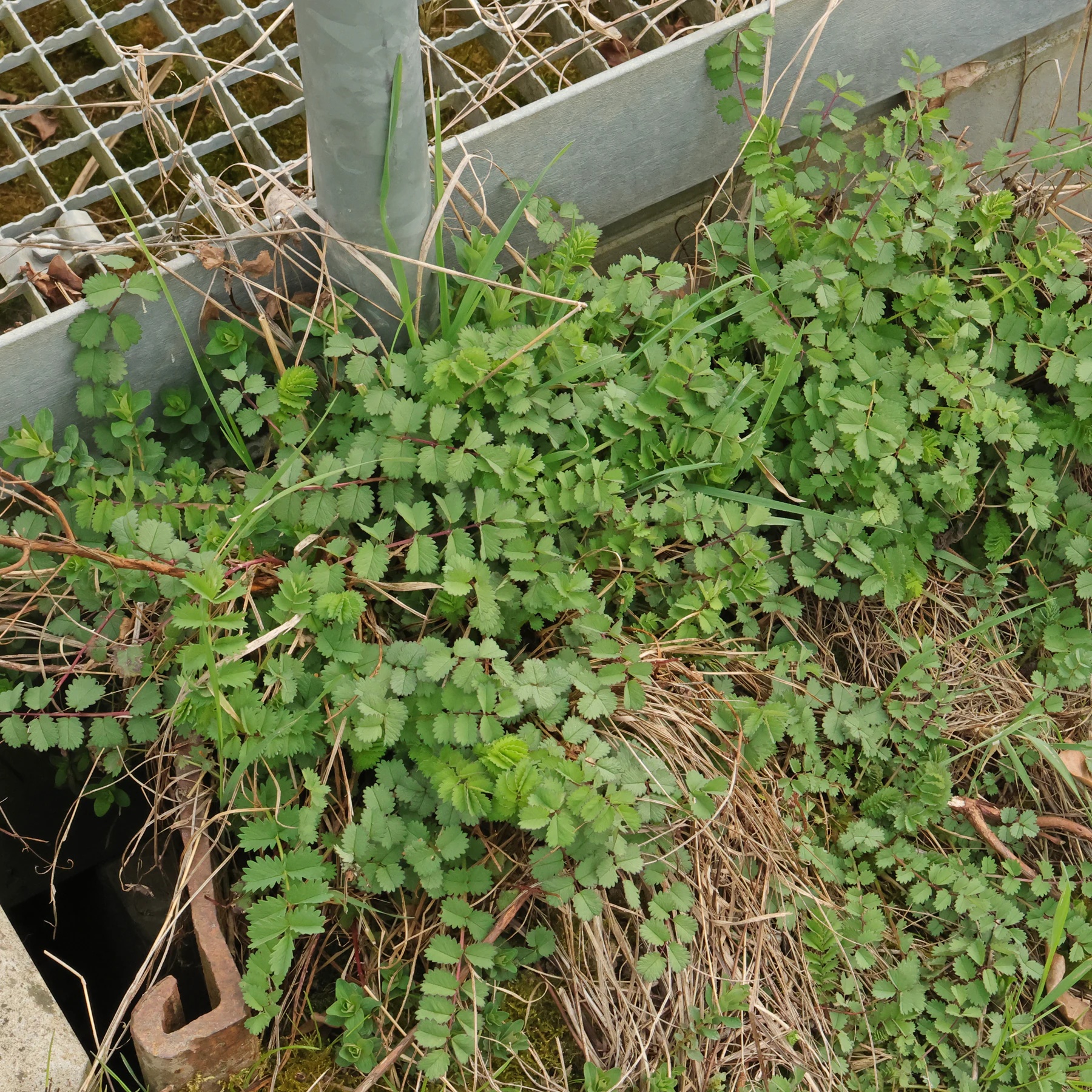 Sanguisorba minor an Schleuse