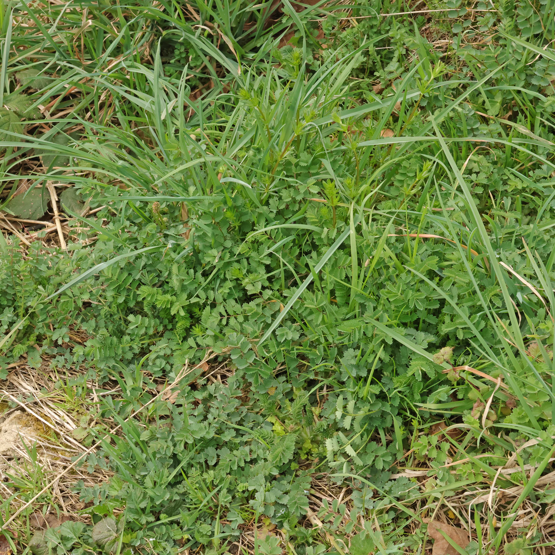 Sanguisorba minor in Wiese