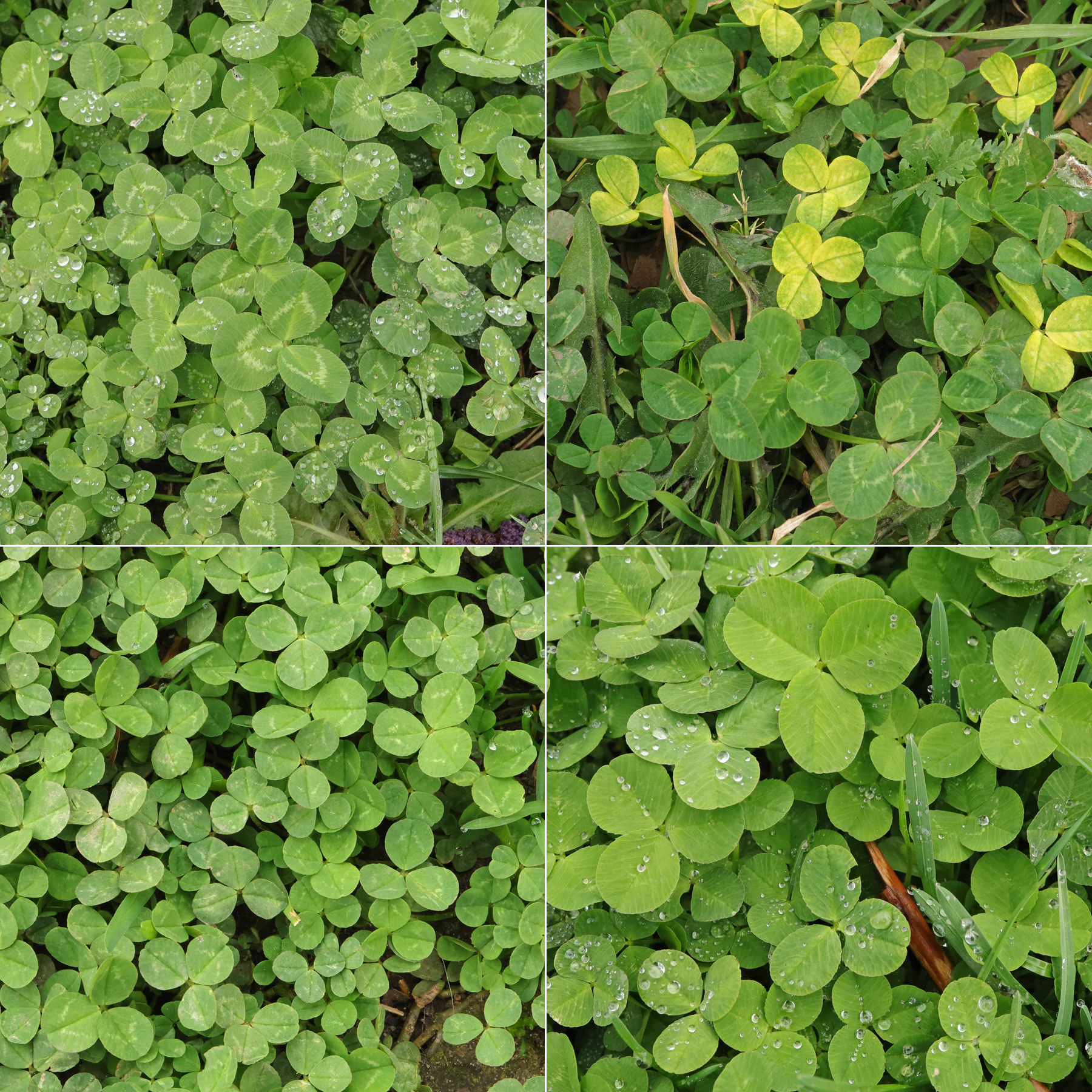 Trifolium repens Blätter