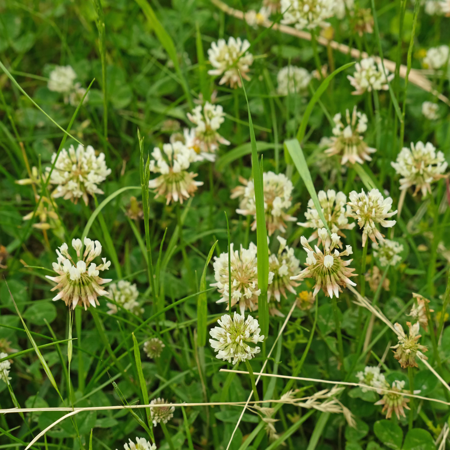 Trifolium repens Blüten