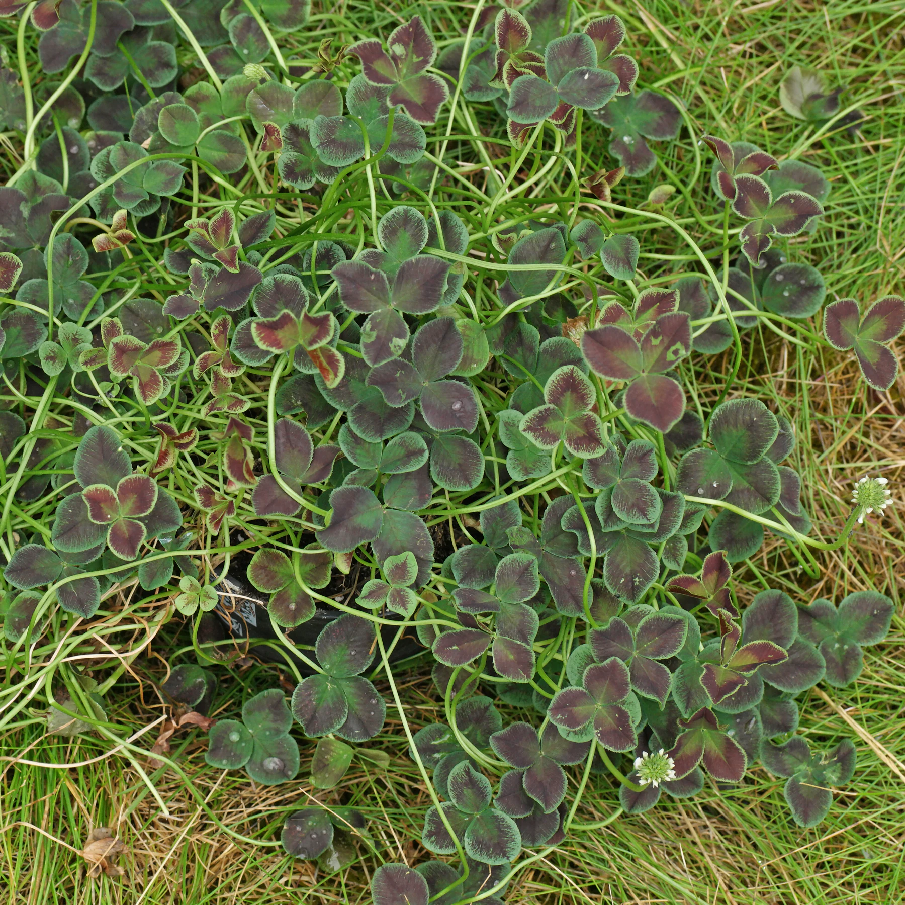 Trifolium repens Estelle