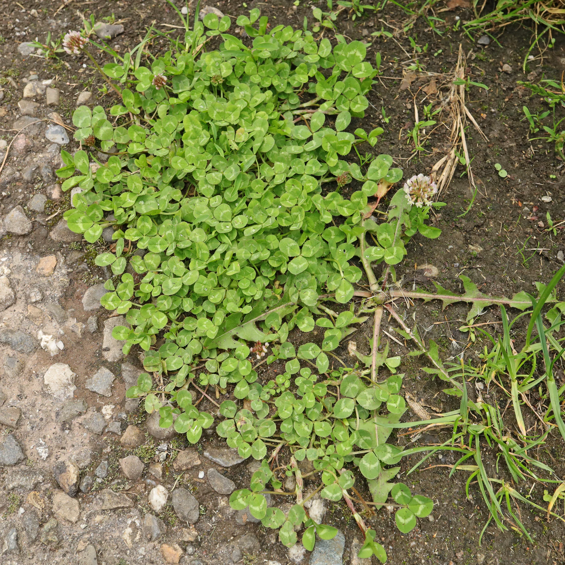 Trifolium repens Habitus