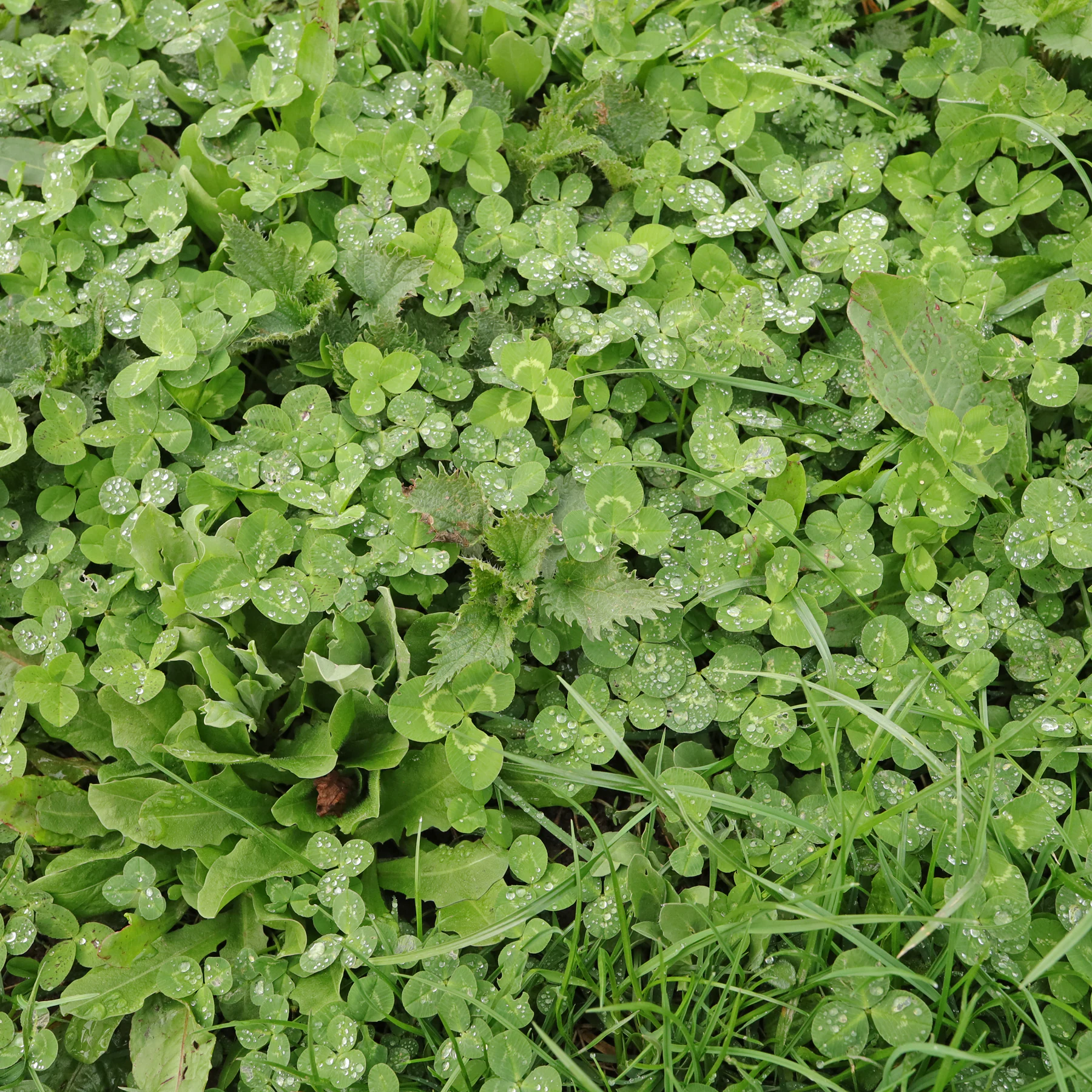 Trifolium repens & Urtica dioica