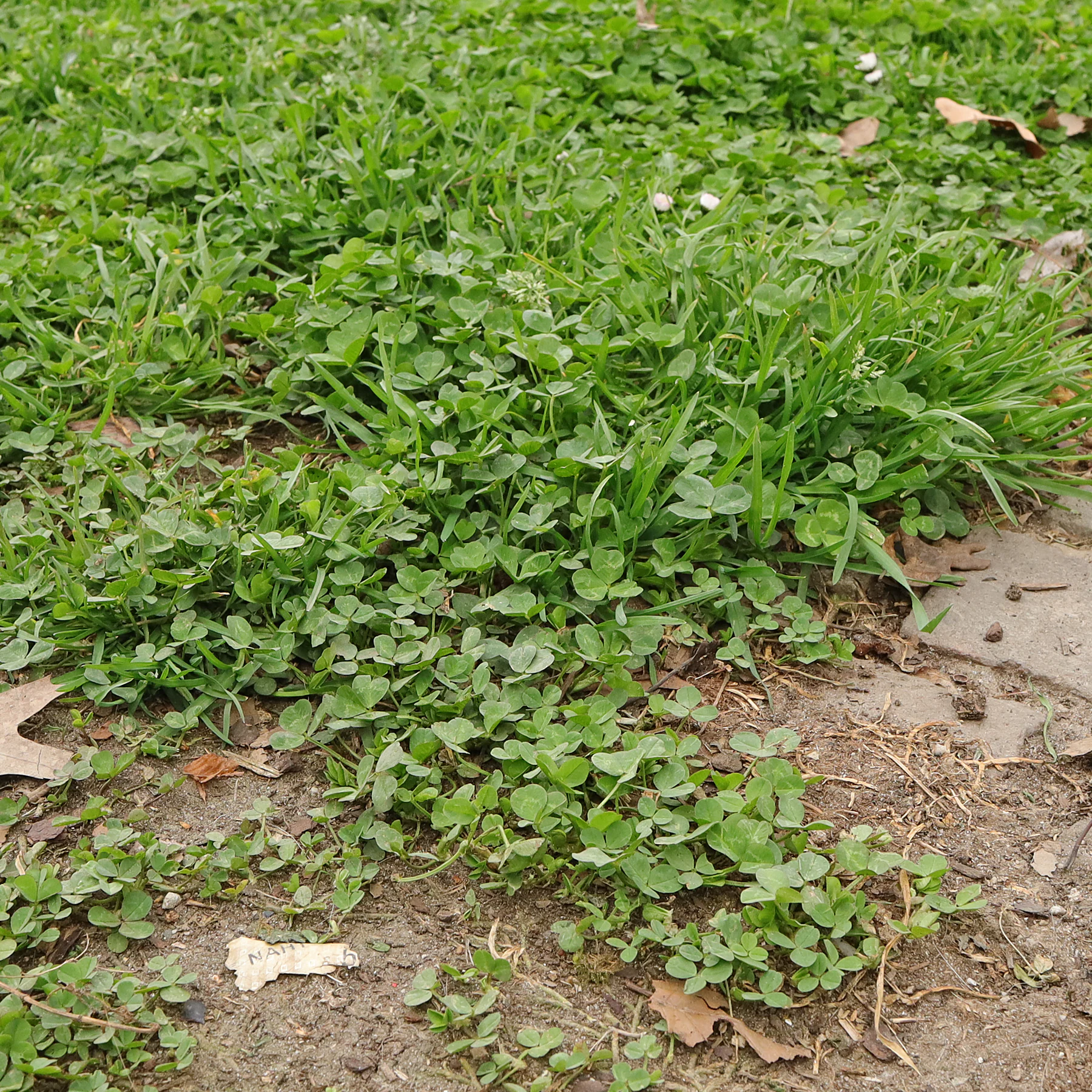 Trifolium repens am Wegrand