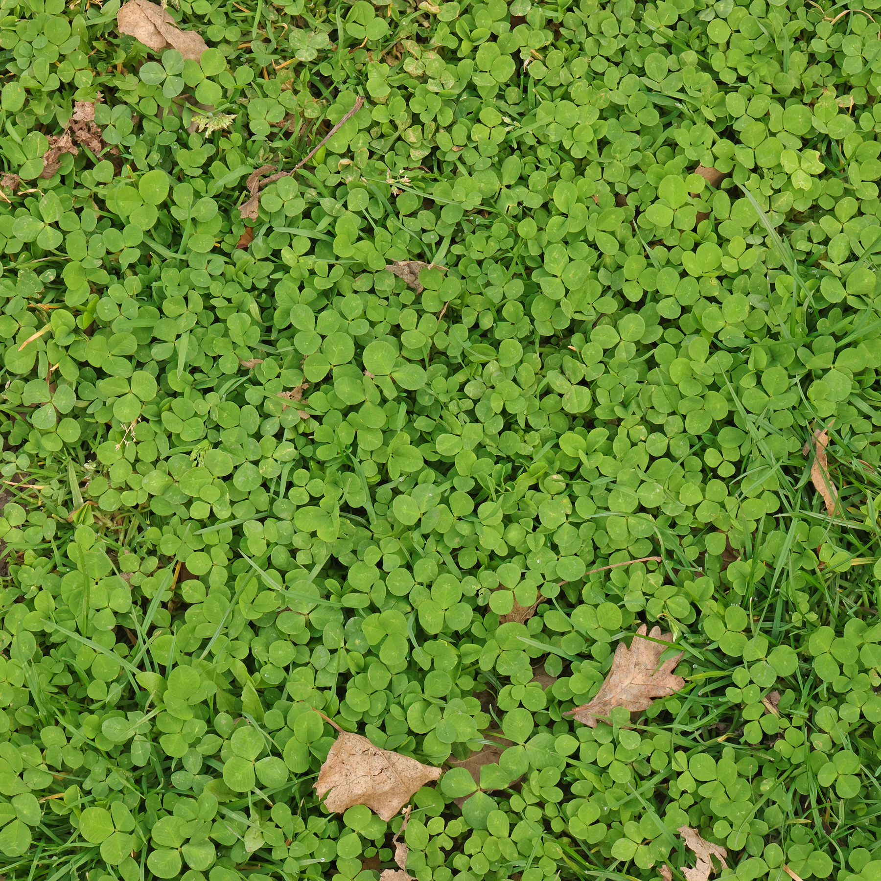 Trifolium repens in Wiese