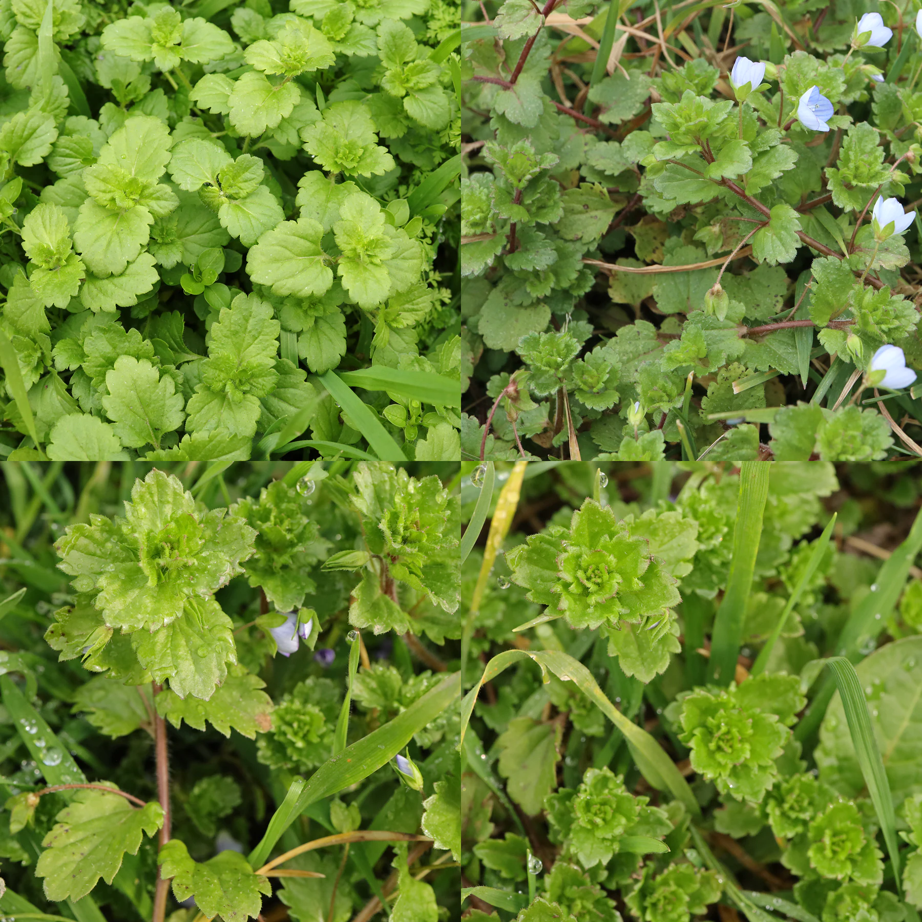 Veronica persica Blätter