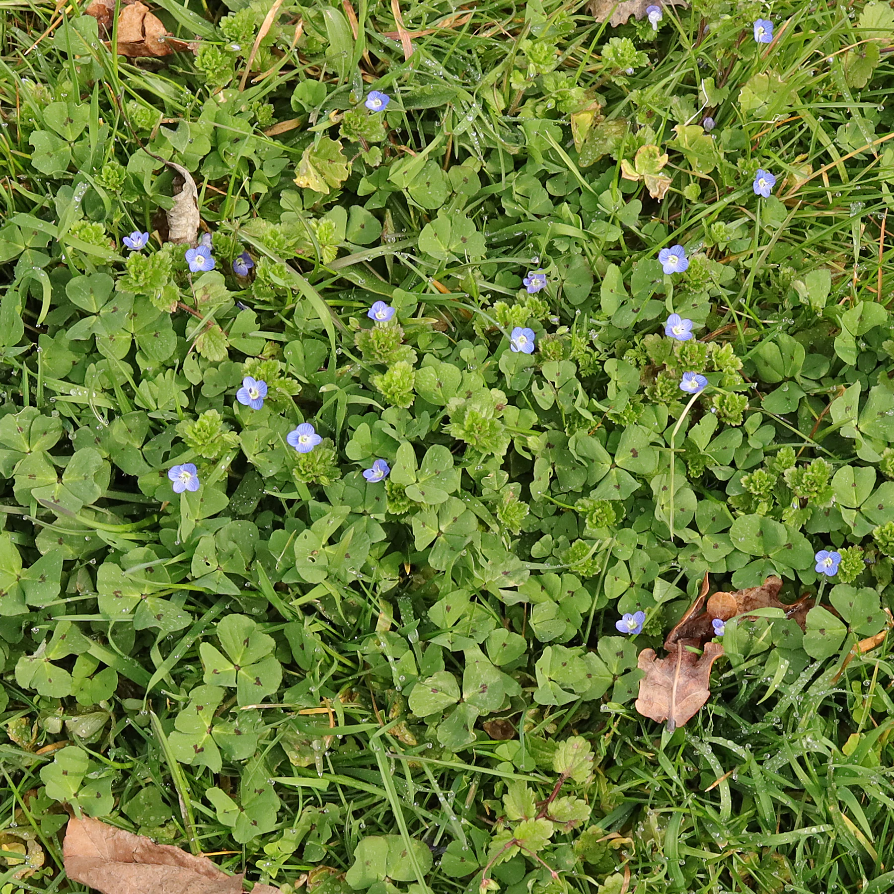 Veronica persica & Medicago arabica