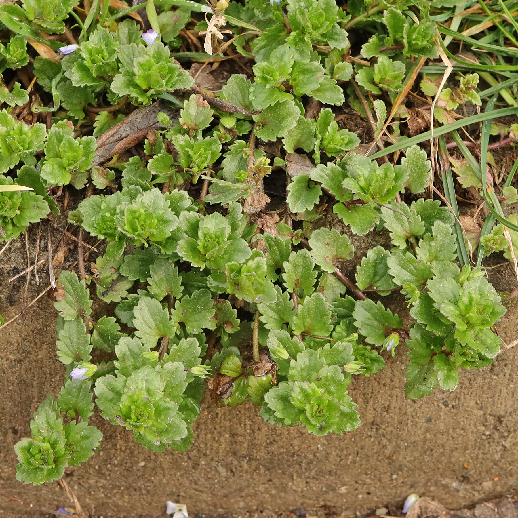 Veronica persica am Wegrand
