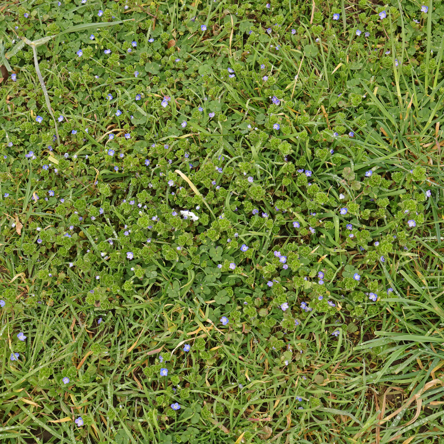 Veronica persica in Wiese