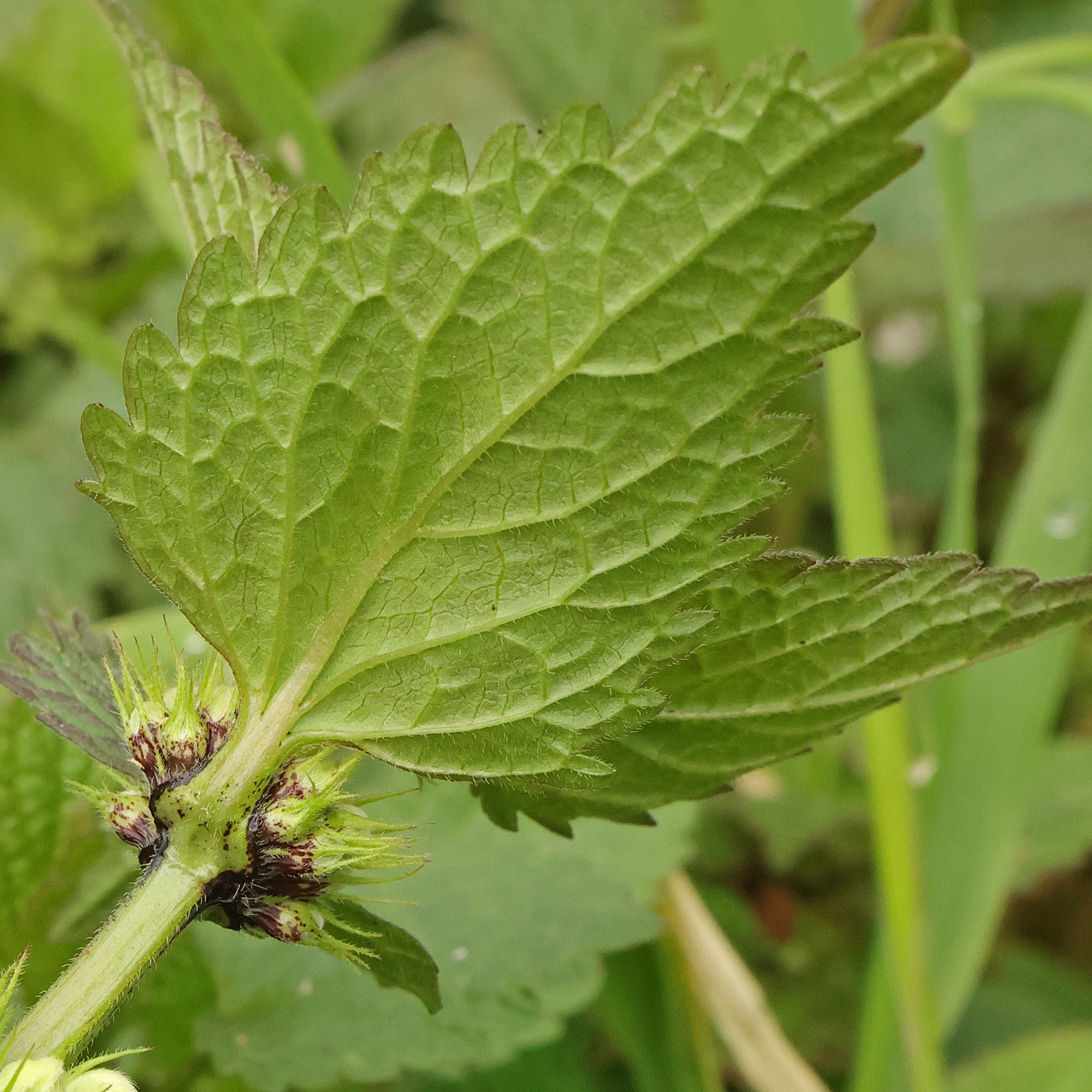 Weiße Taubnessel Blatt Unterseite
