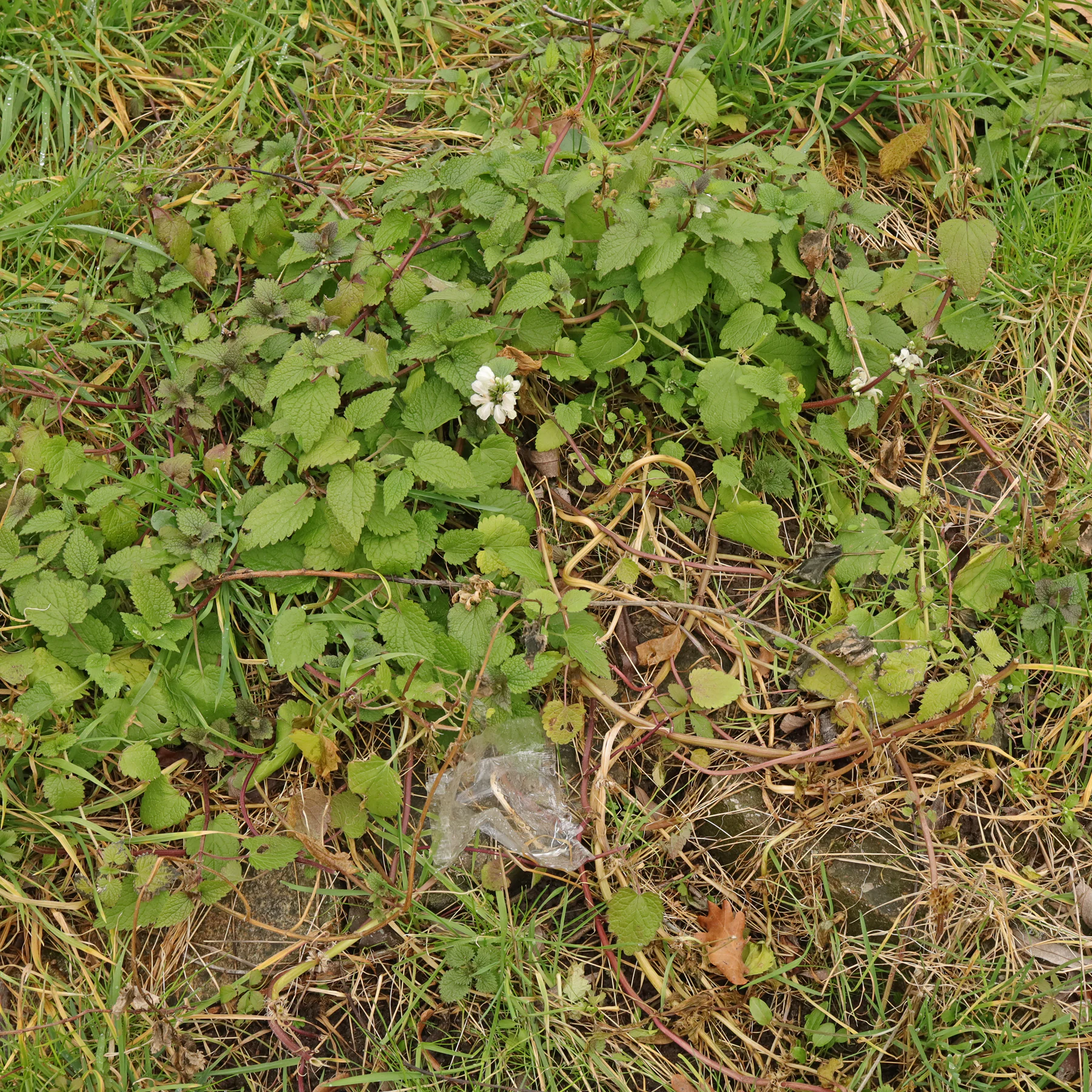 Weiße Taubnessel in Wiese