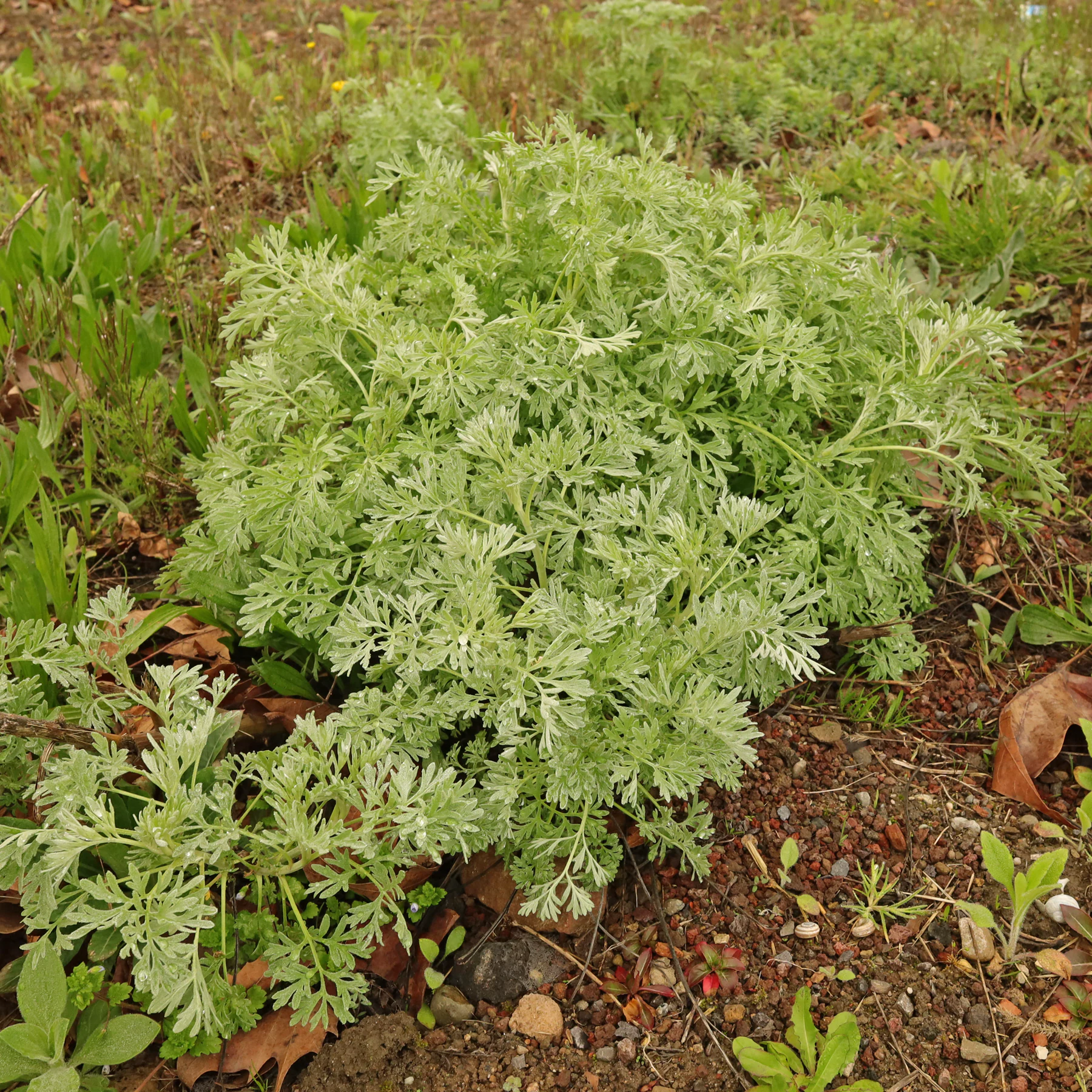 Wermut Habitus Frühjahr