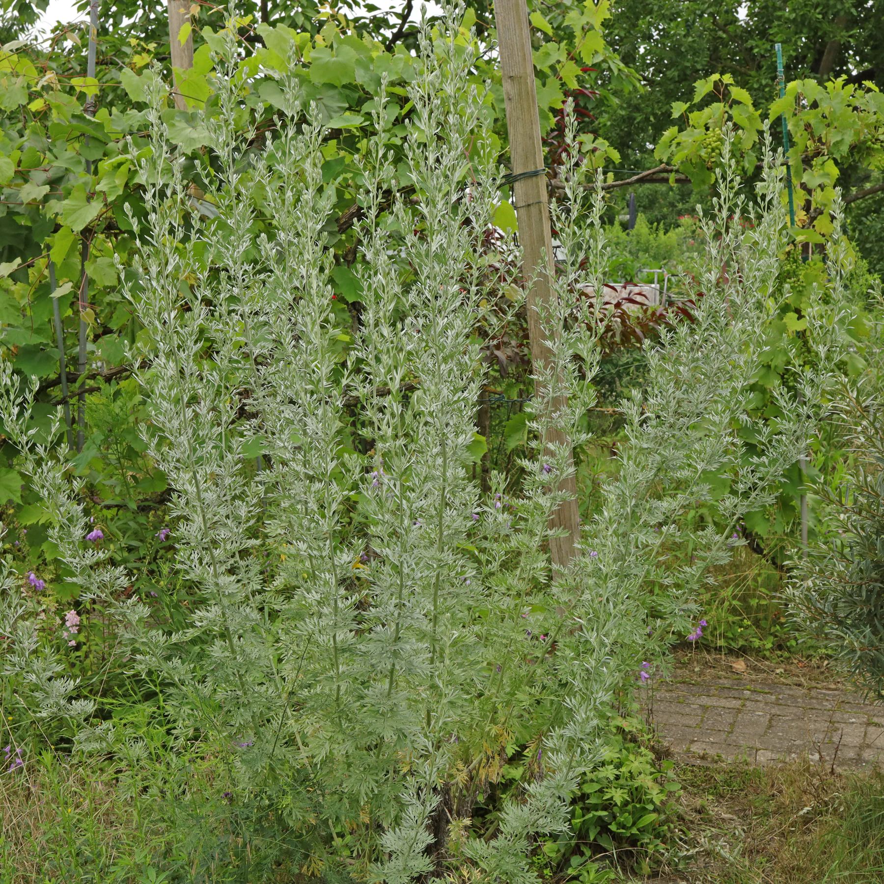 Wermut Habitus Sommer