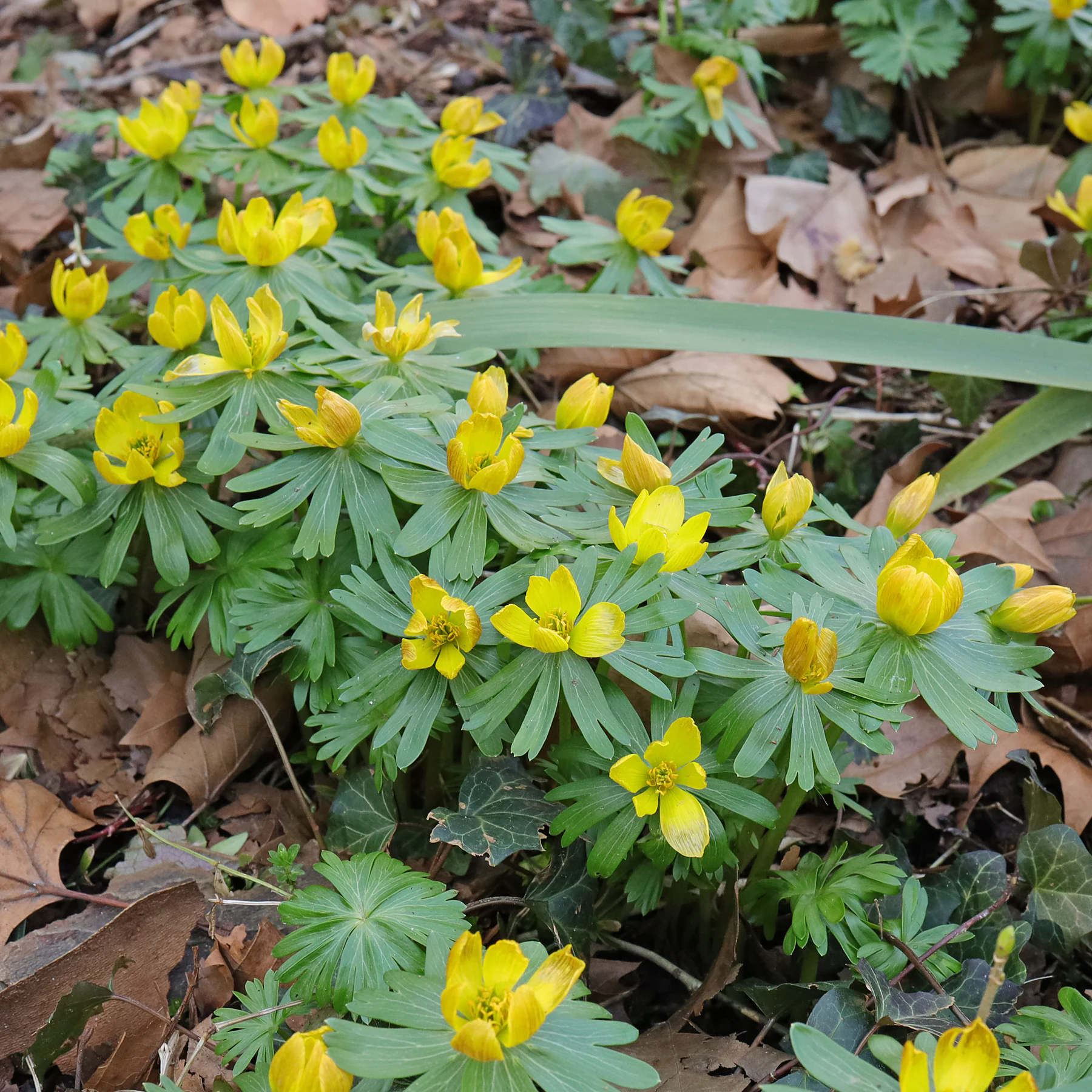 Winterlinge Habitus
