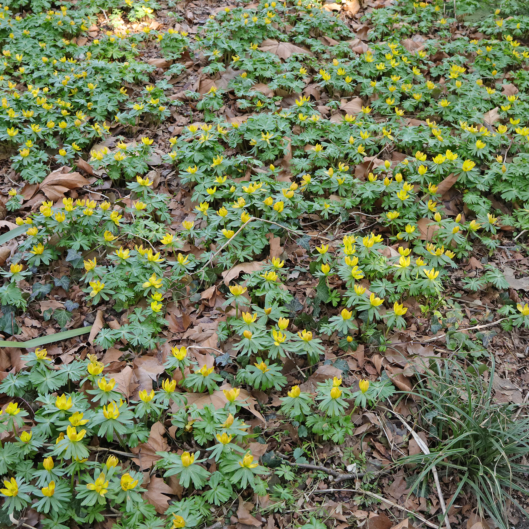 Winterlinge in Park