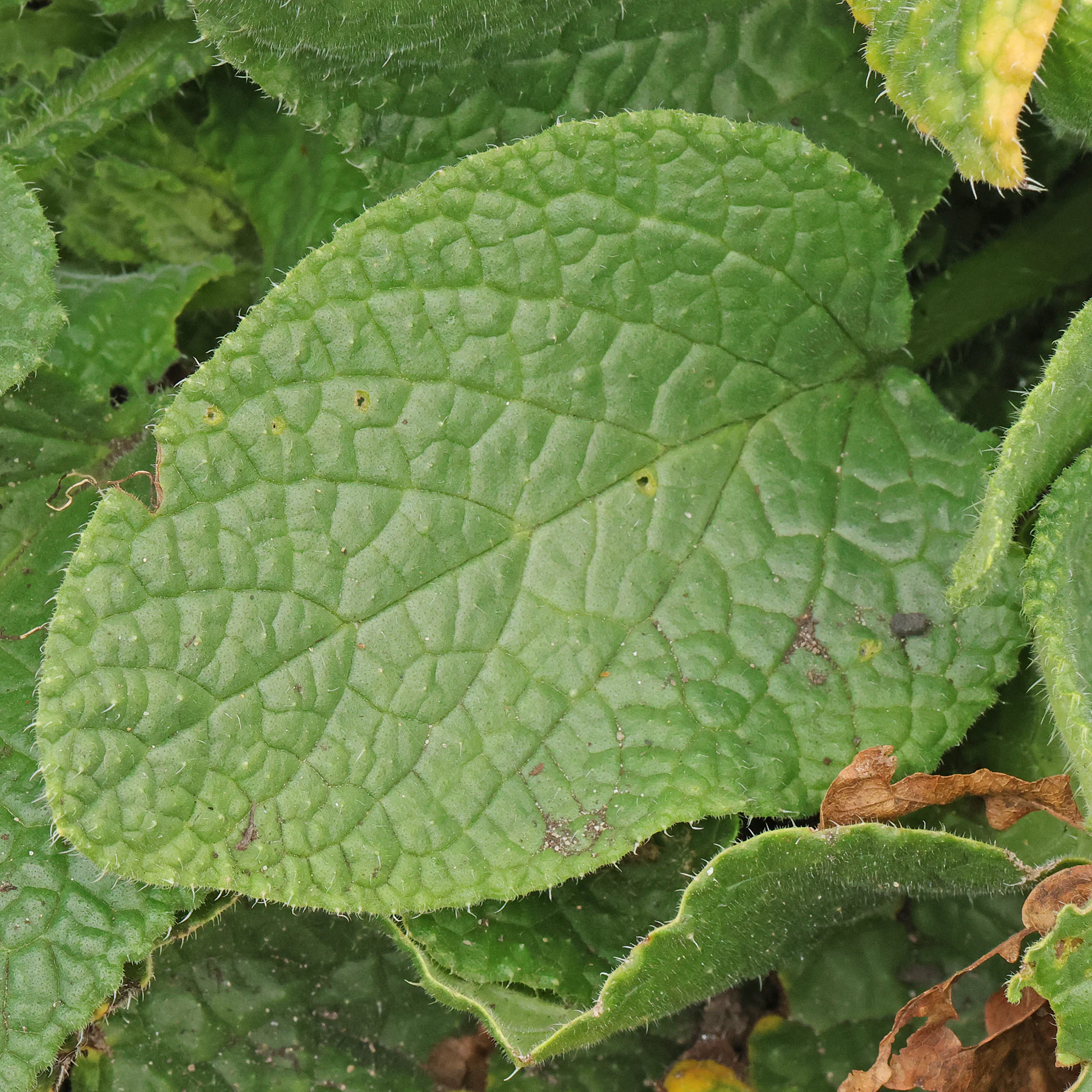 Borago officinalis Blatt