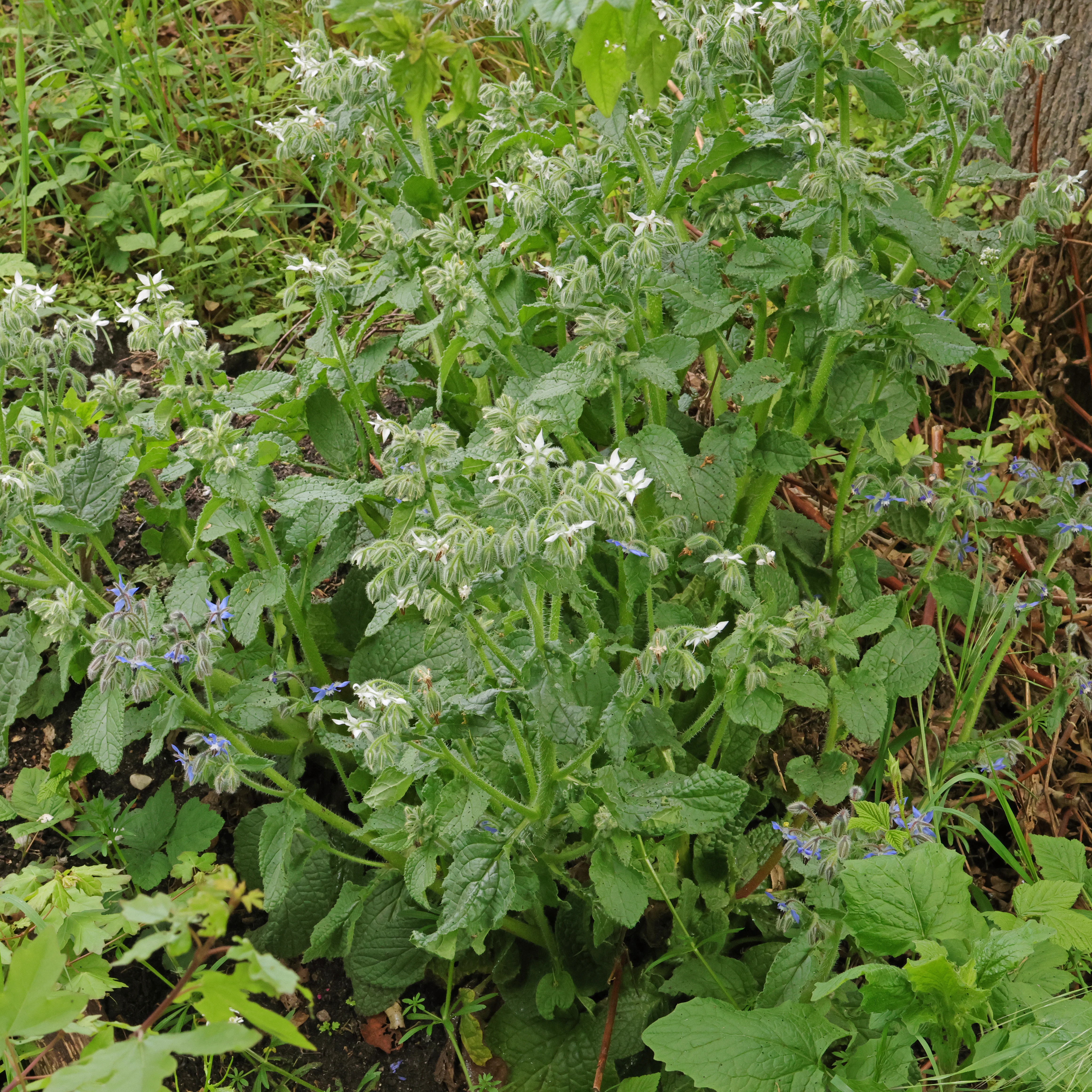 Borago officinalis Borretsch