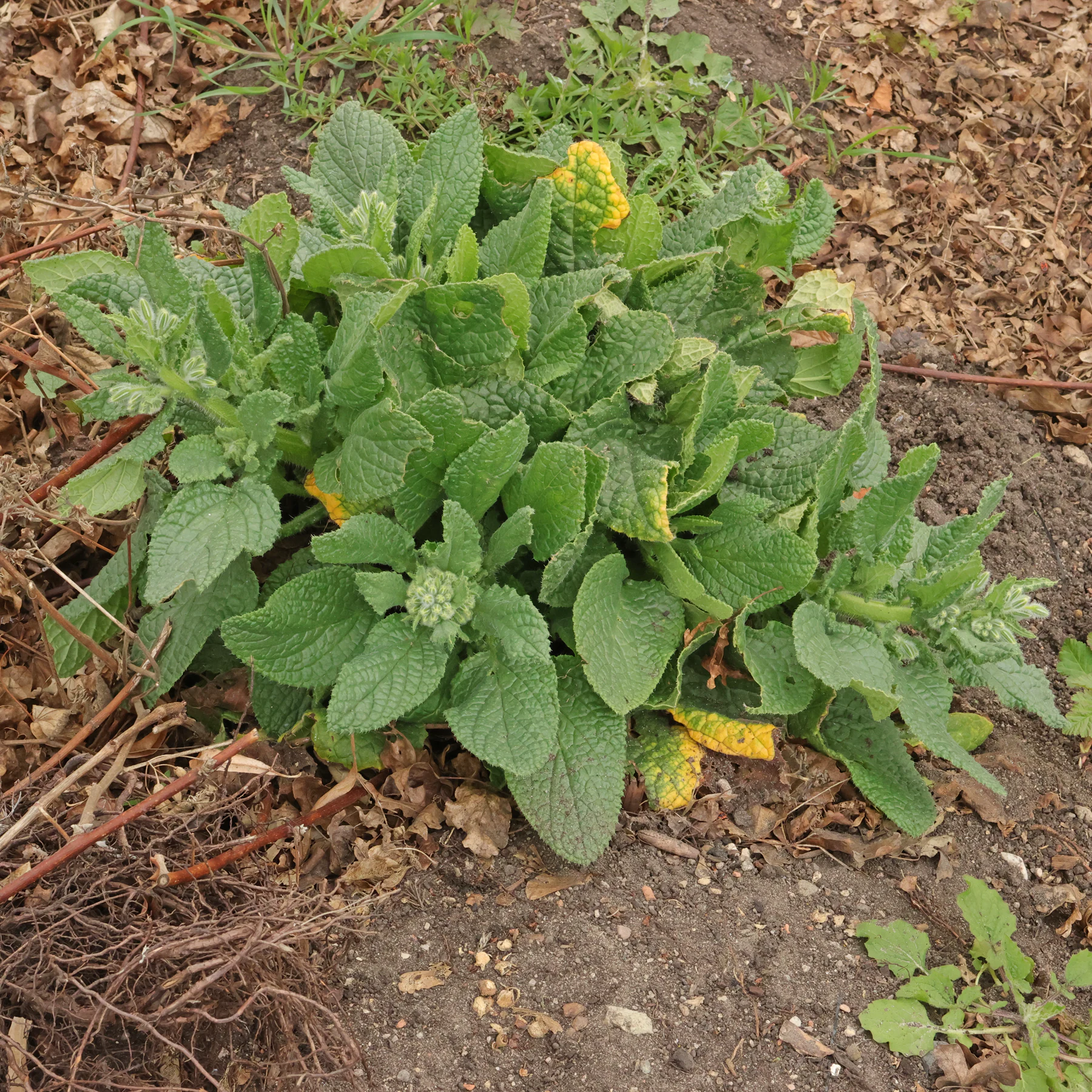 Borago officinalis Habitus