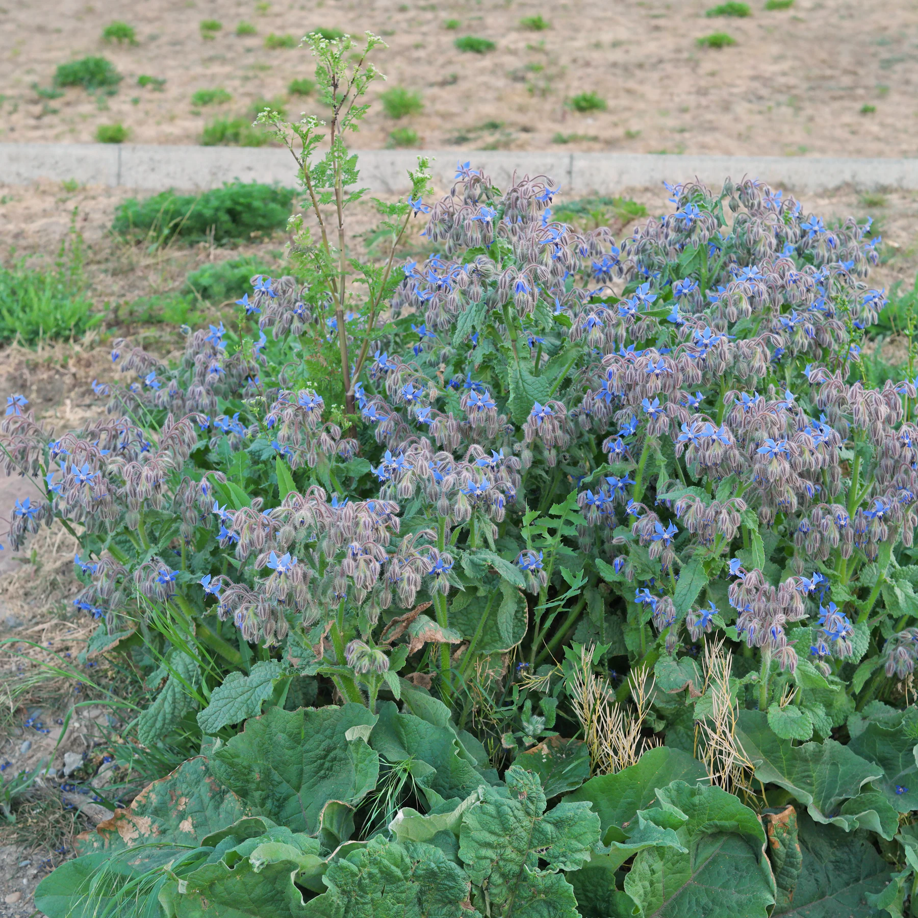 Borago officinalis am Wegrand