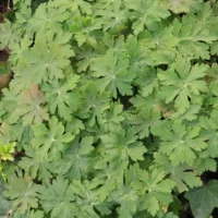 Geranium macrorrhizum Blätter