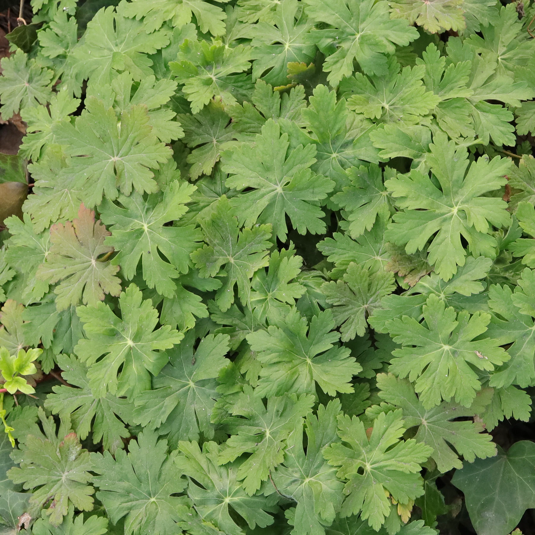 Geranium macrorrhizum Blätter