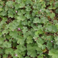 Geranium rotundifolium Blätter