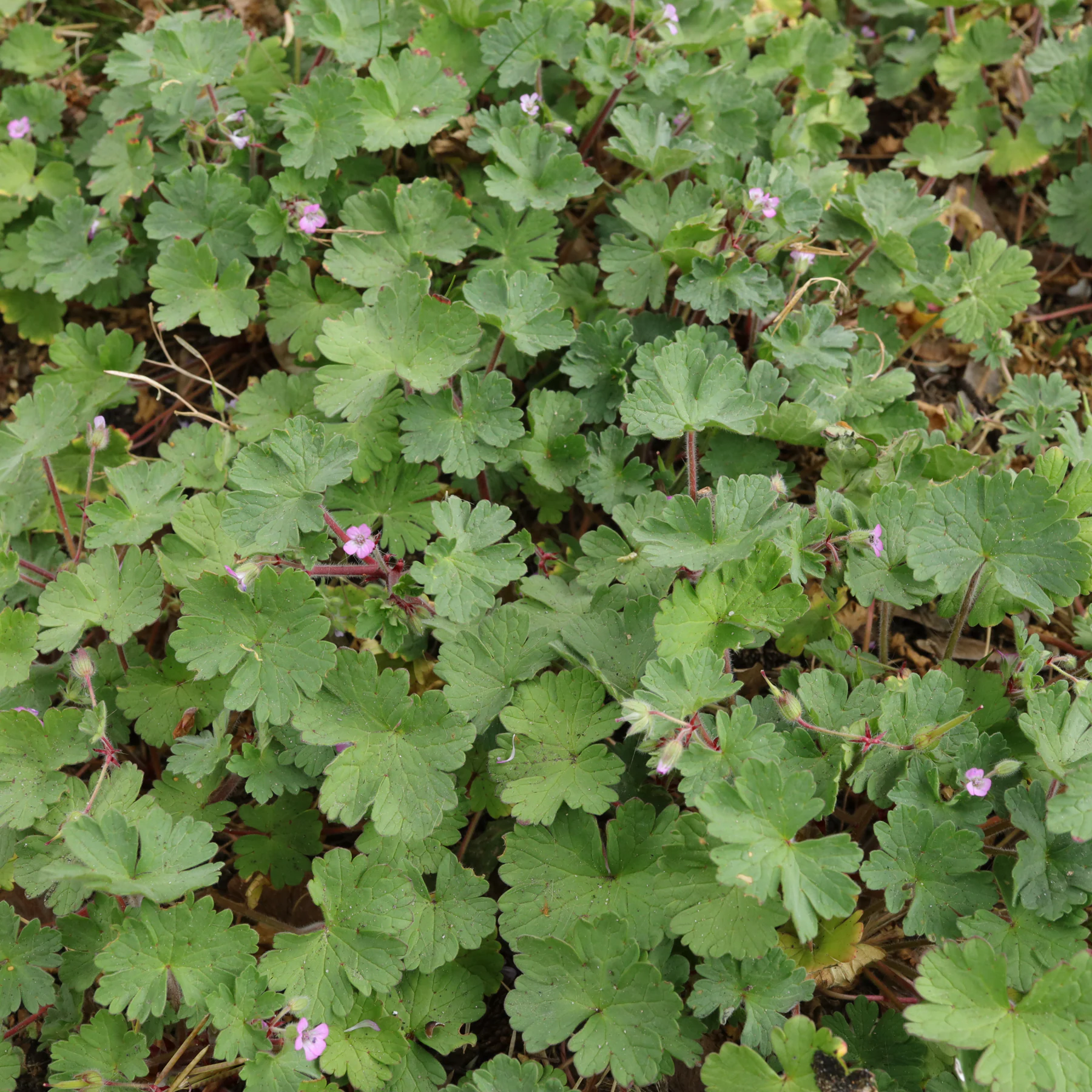Geranium rotundifolium Blätter