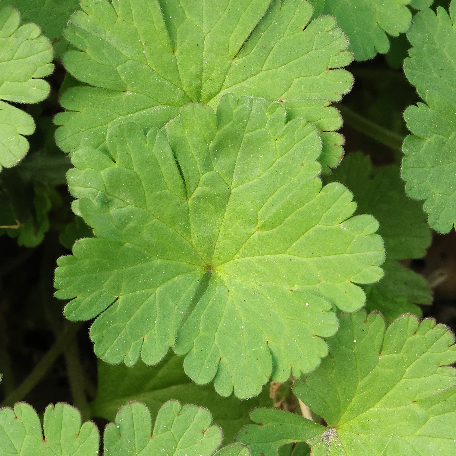 Geranium rotundifolium Blatt