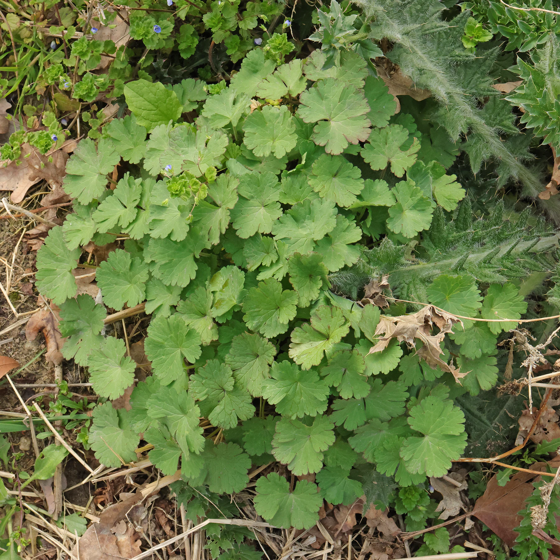 Geranium rotundifolium Grundblätter
