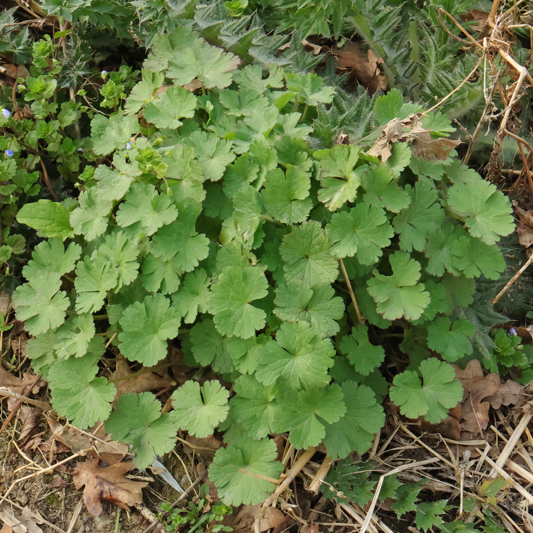 Geranium rotundifolium Habitus Frühjahr