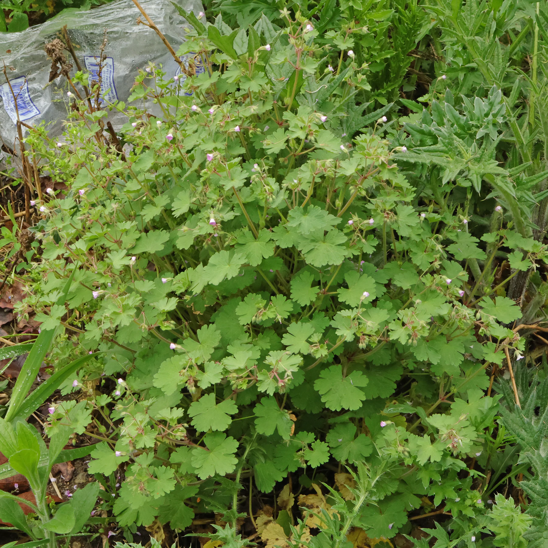 Geranium rotundifolium Habitus blühend
