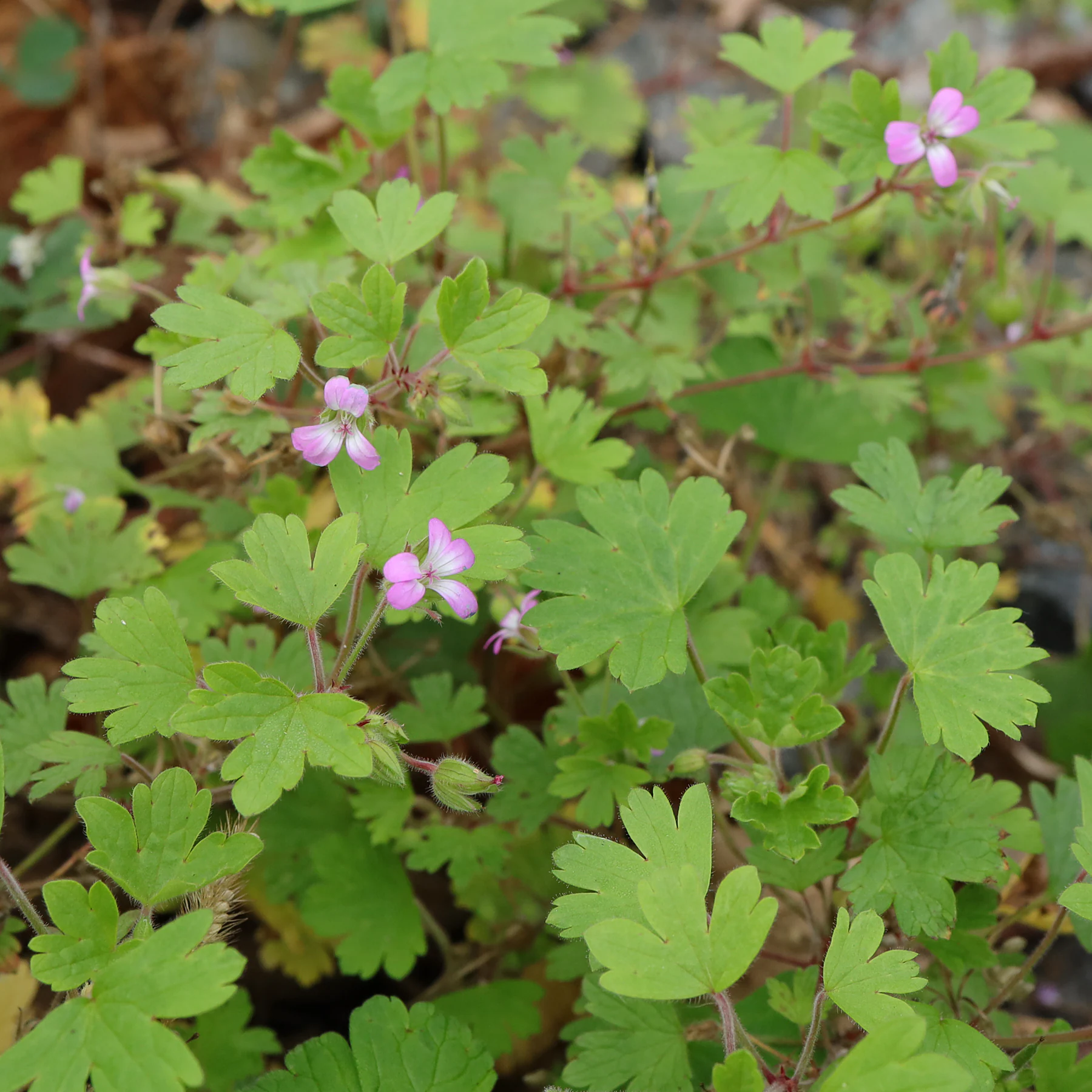 Geranium rotundifolium Stängelblätter