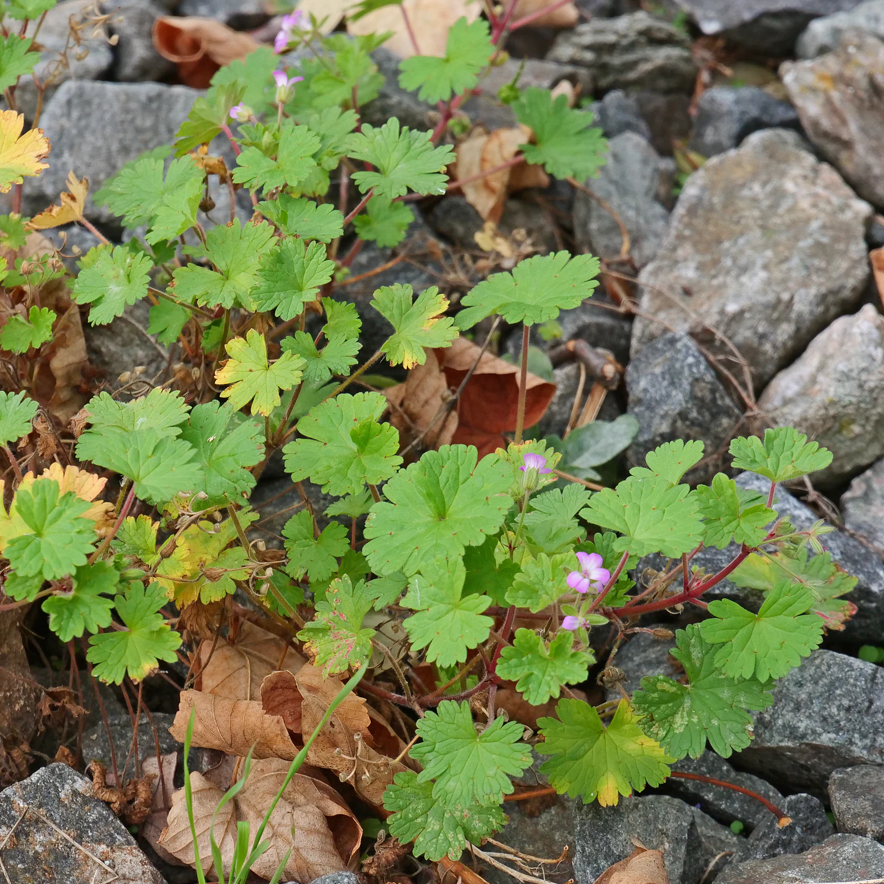 Geranium rotundifolium auf Bahndamm