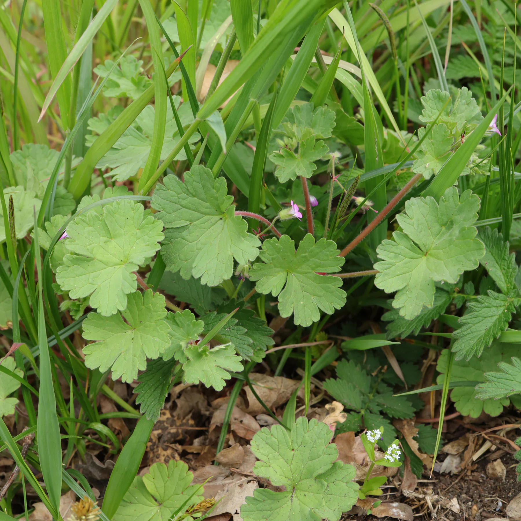 Geranium rotundifolium in Wiese