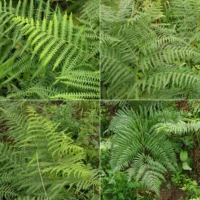 Pteridium aquilinum Blätter
