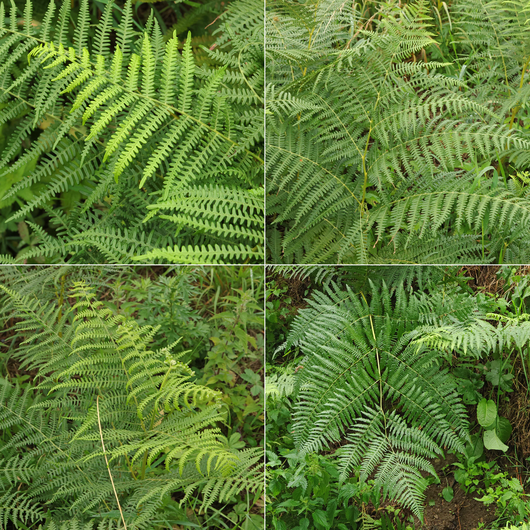 Pteridium aquilinum Blätter