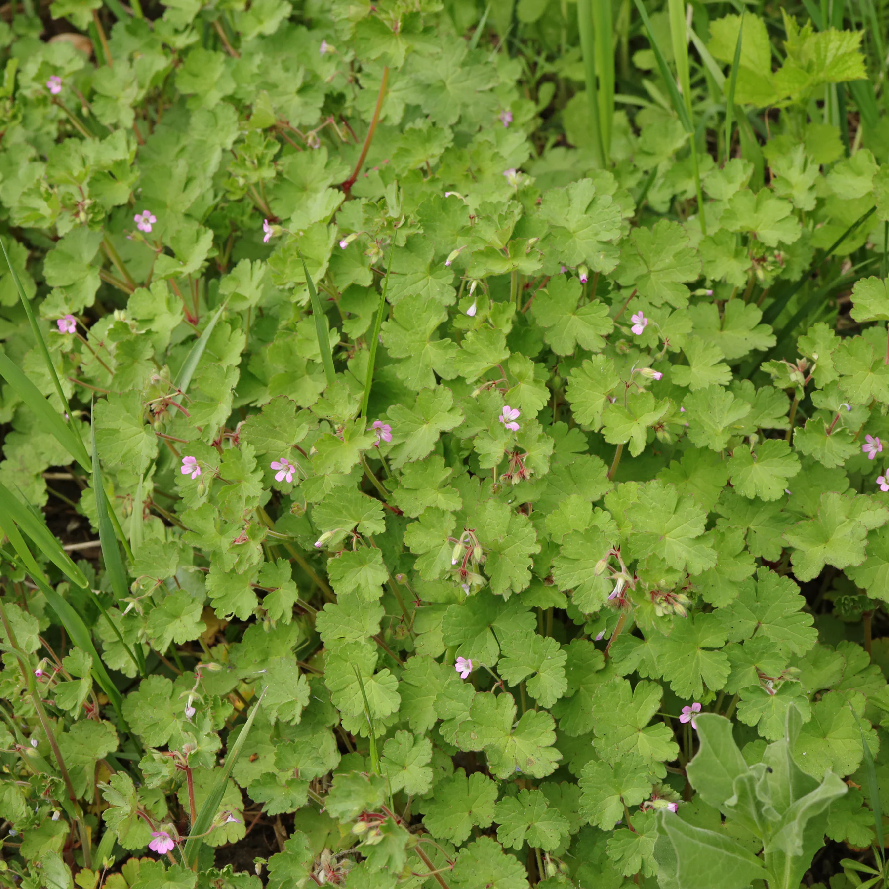Rundblättriger Storchschnabel Geranium rotundifolium