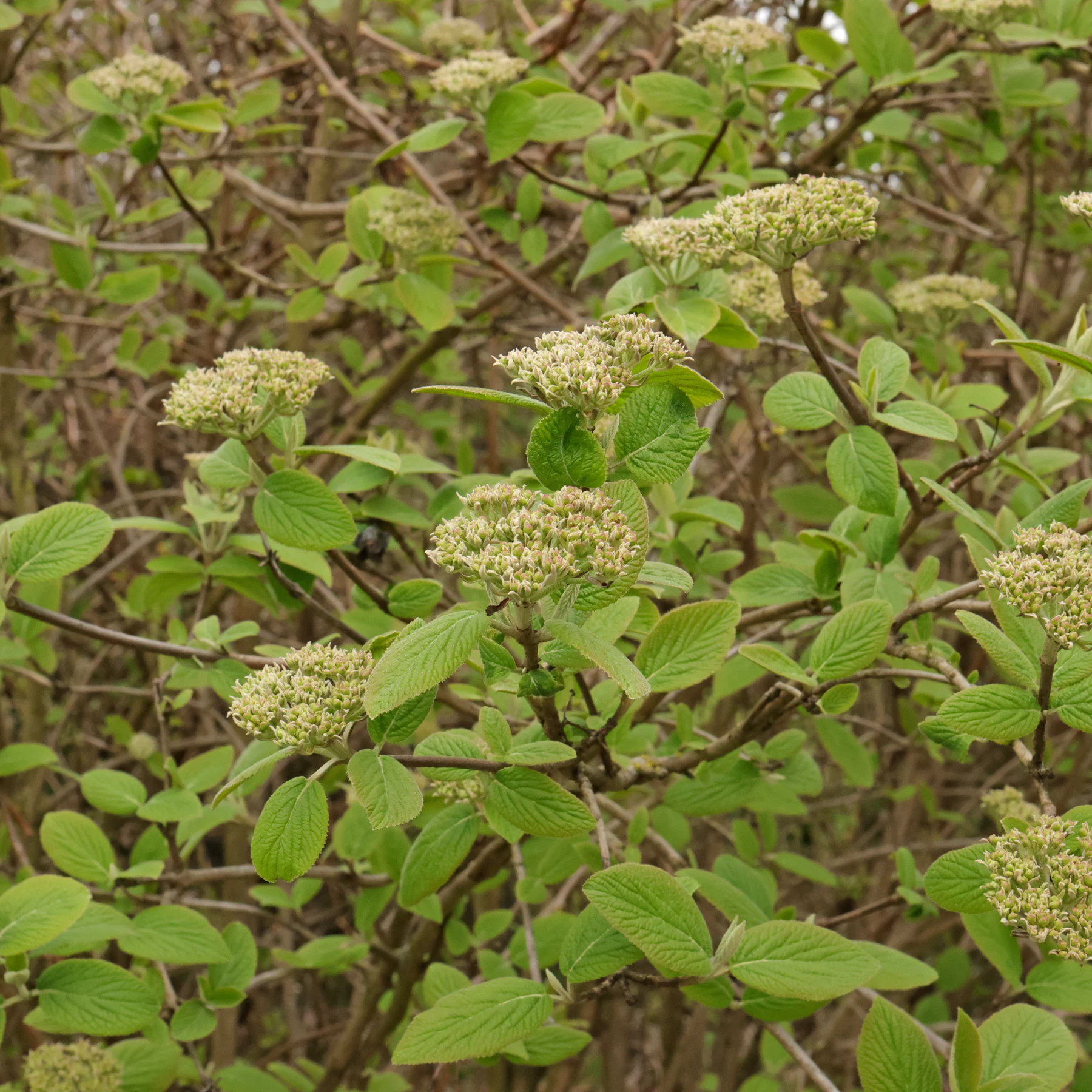 Viburnum lantana Blätter Blütenknospen