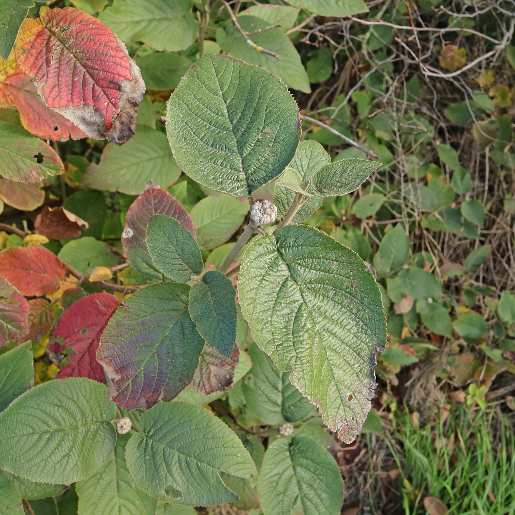 Viburnum lantana Blätter Herbst