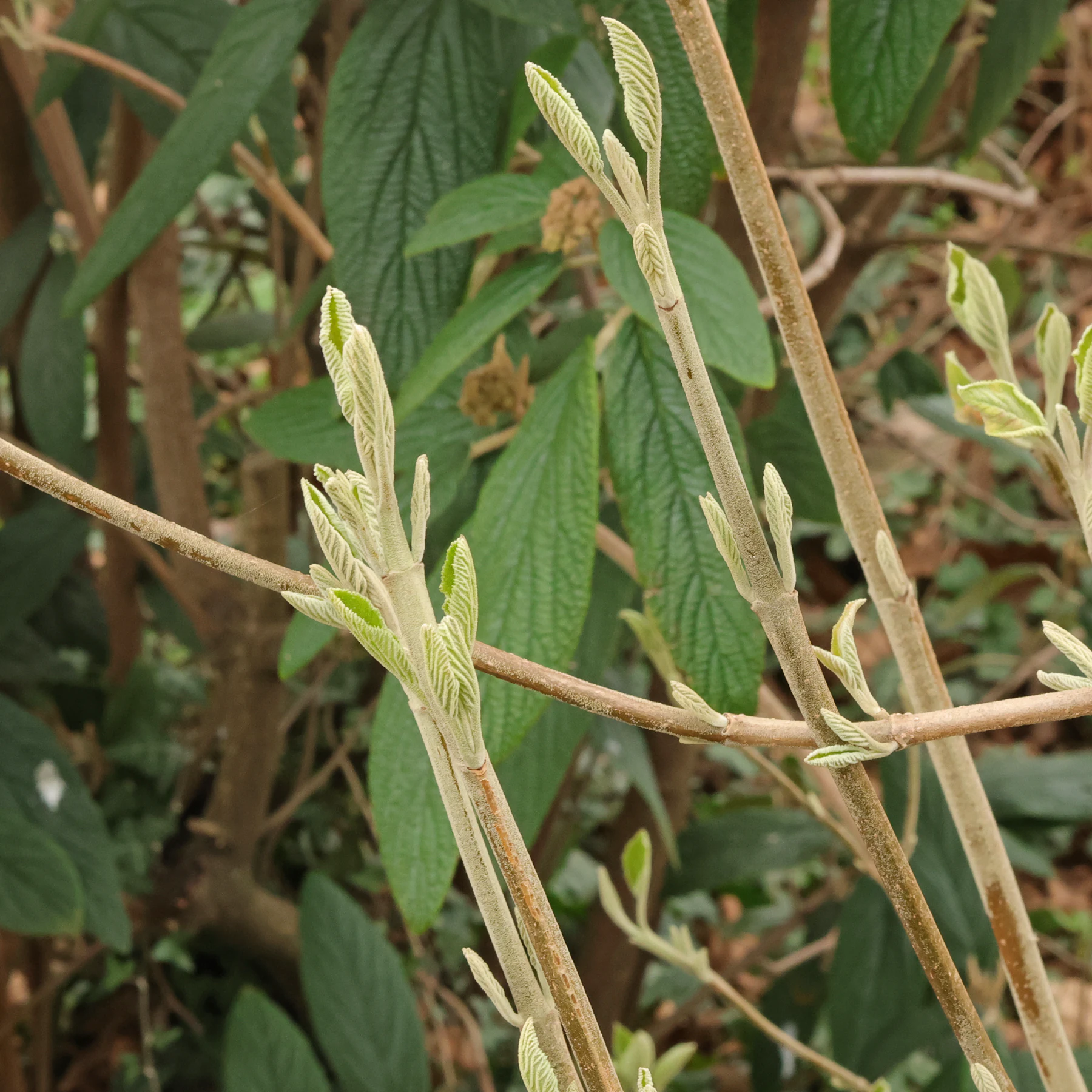 Viburnum lantana Blätter Unterseiten