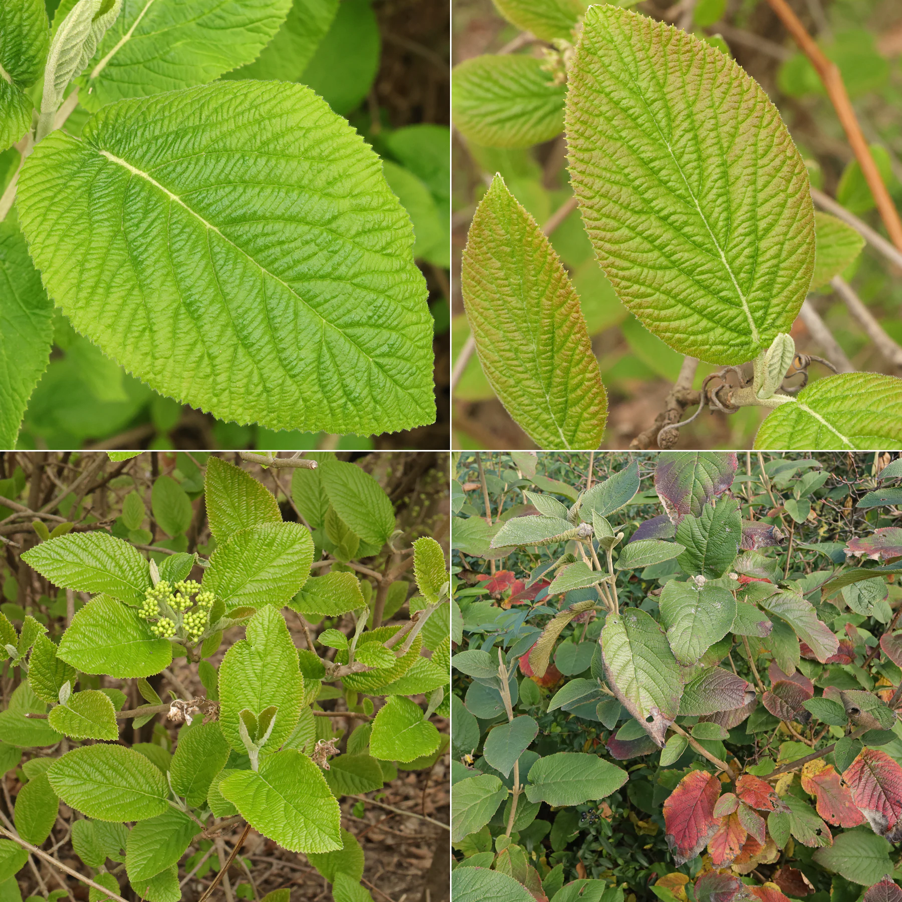 Viburnum lantana Blätter