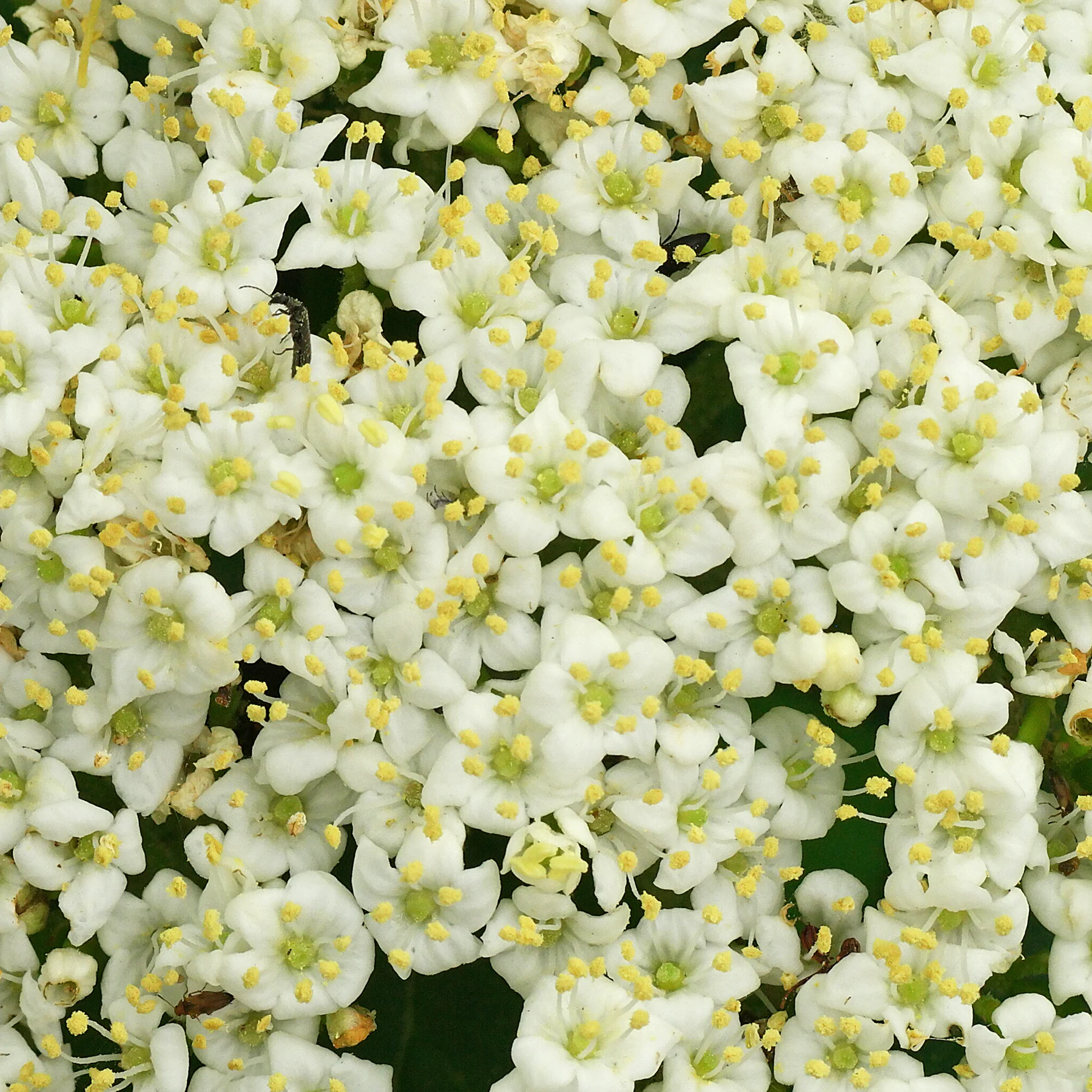 Viburnum lantana Blütenblätter
