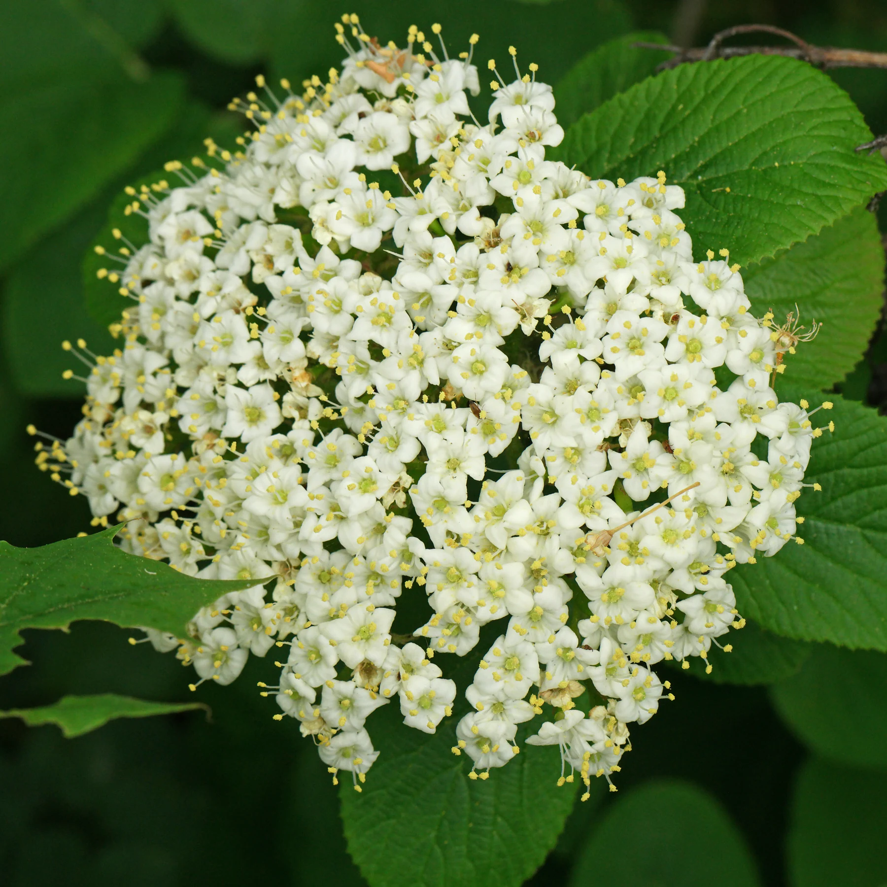 Viburnum lantana Blütenstand