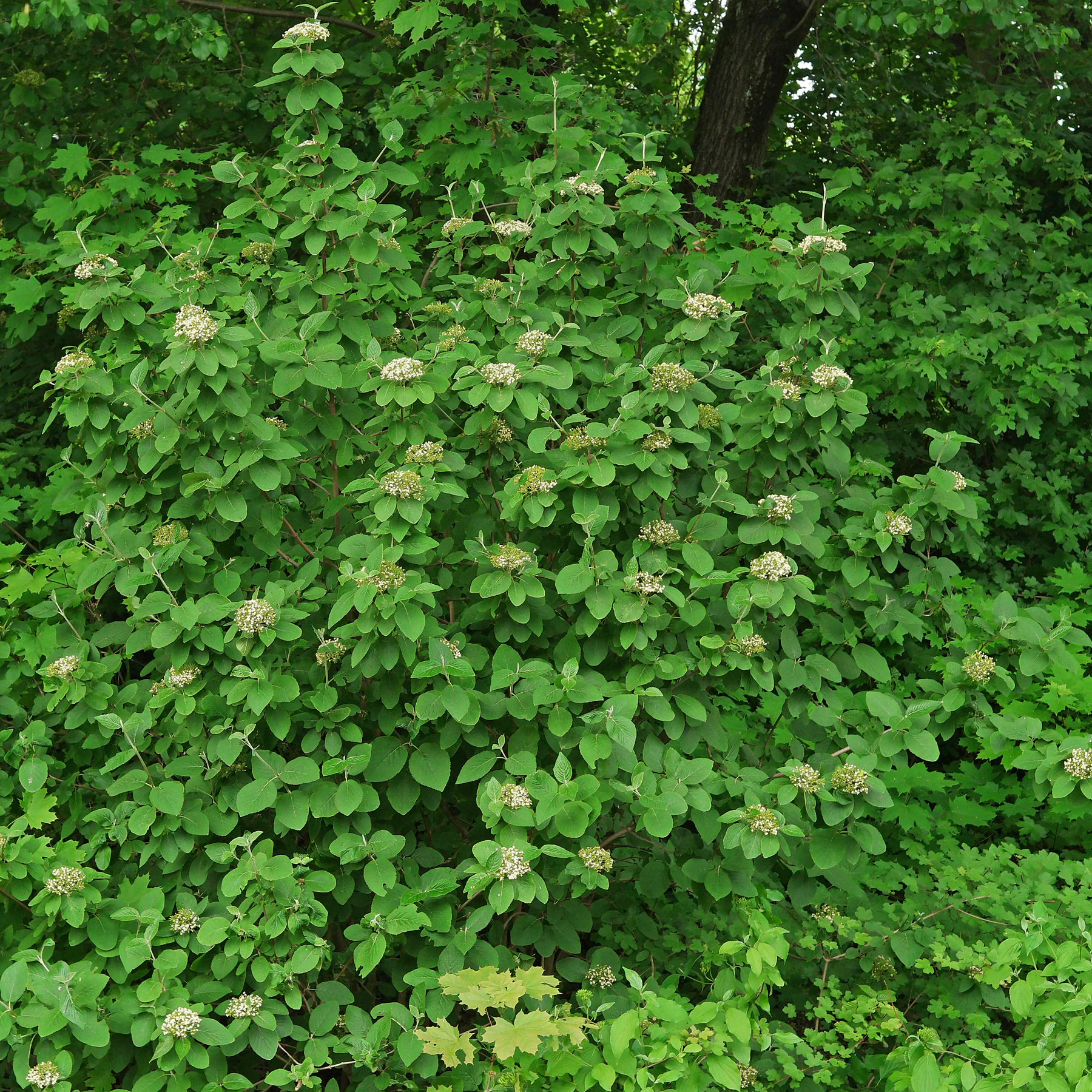 Viburnum lantana Habitus
