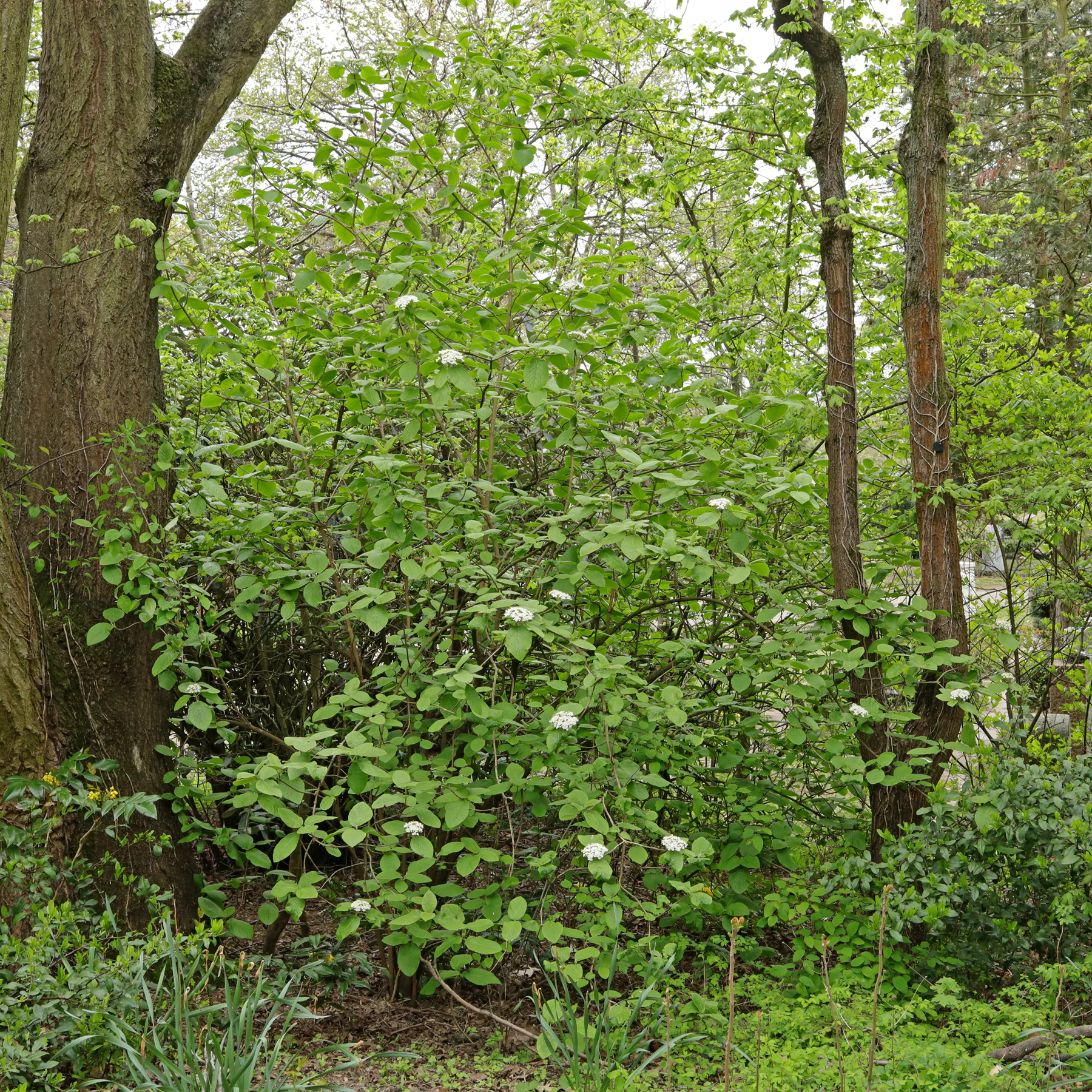 Viburnum lantana