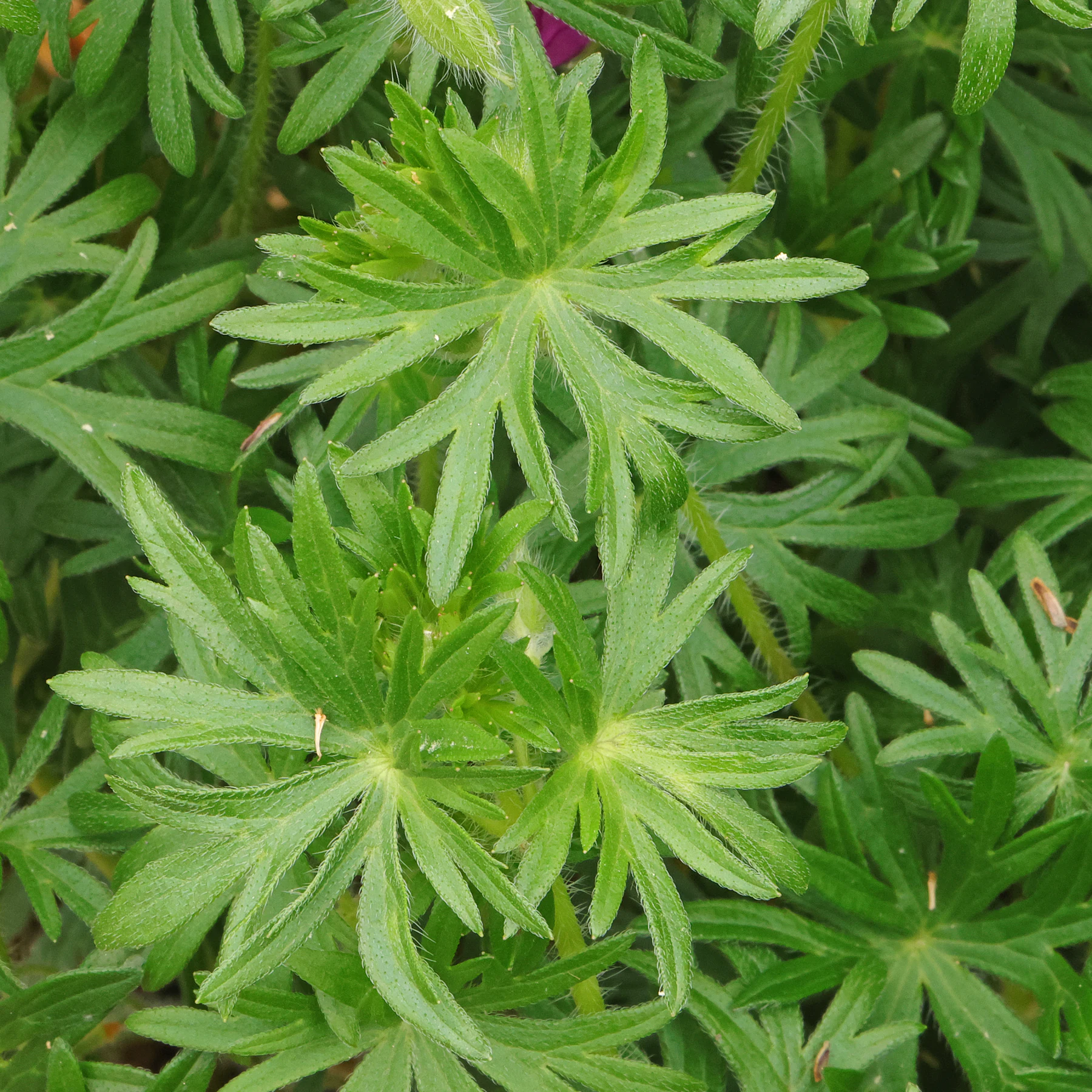 Blätter Geranium sanguineum