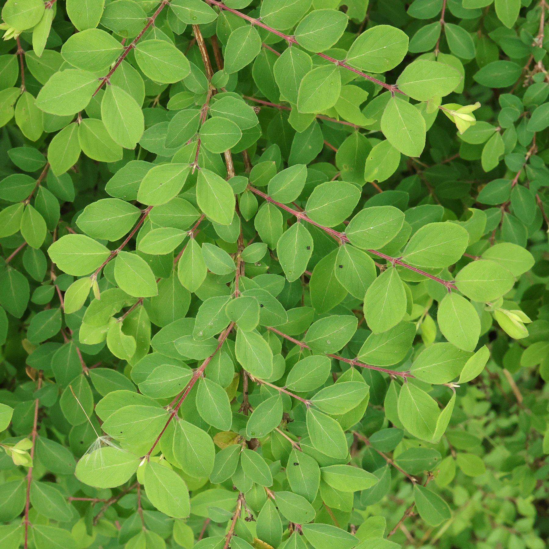 Blätter Symphoricarpos × doorenbosii