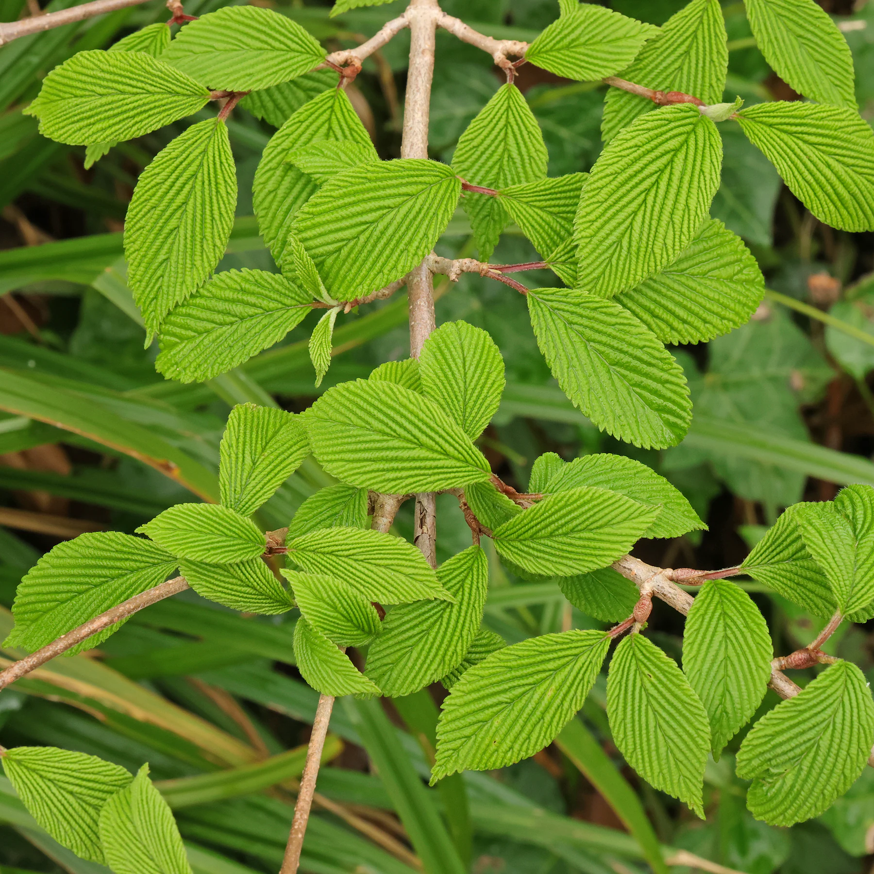 Blätter Viburnum plicatum